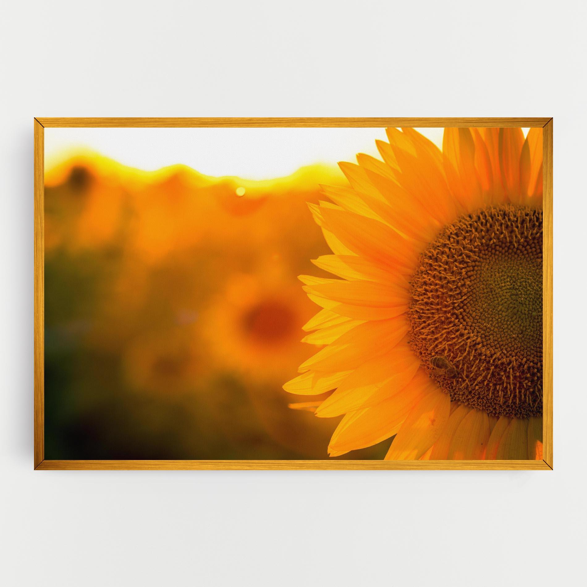 Vászonkép Sunflower mockup 0