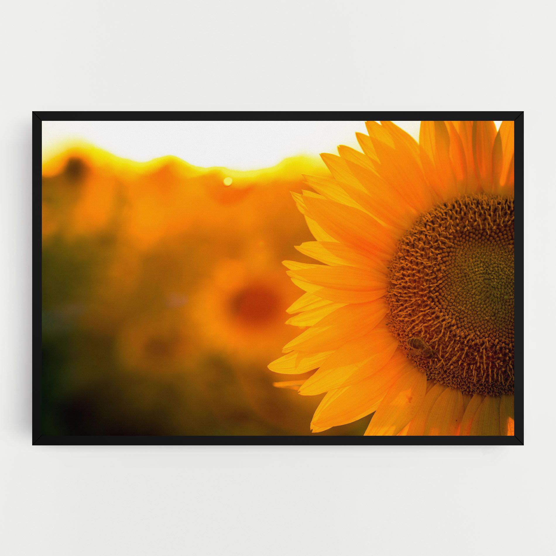 Sunflower mockup 0