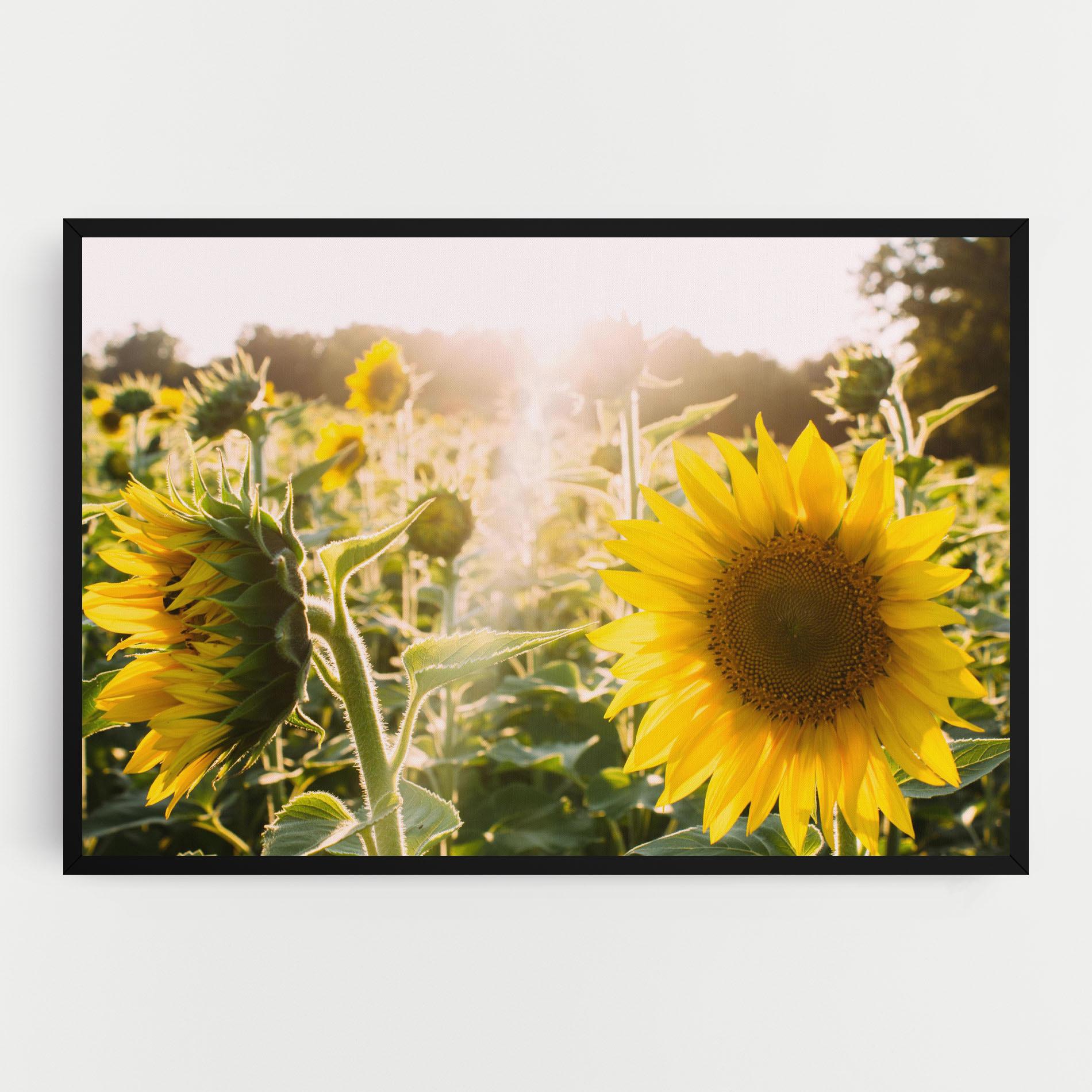 Vászonkép Yellow Sun Flower mockup 0