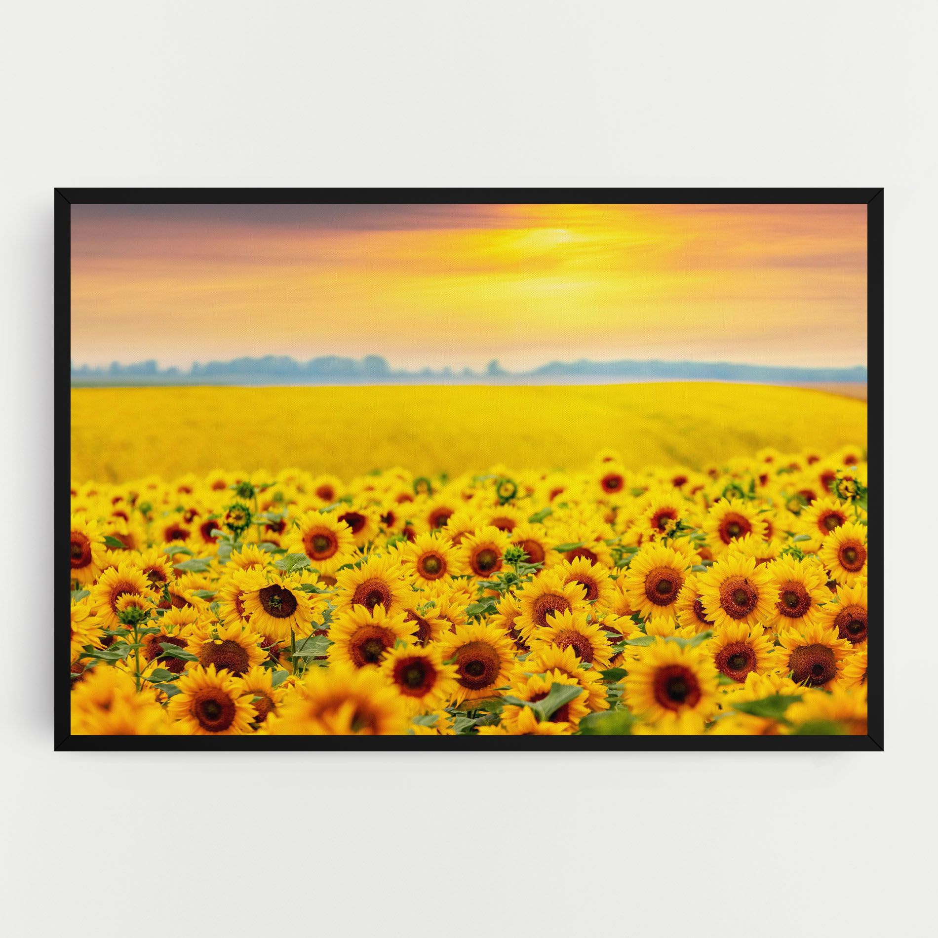 Yellow Sunflowers mockup 0