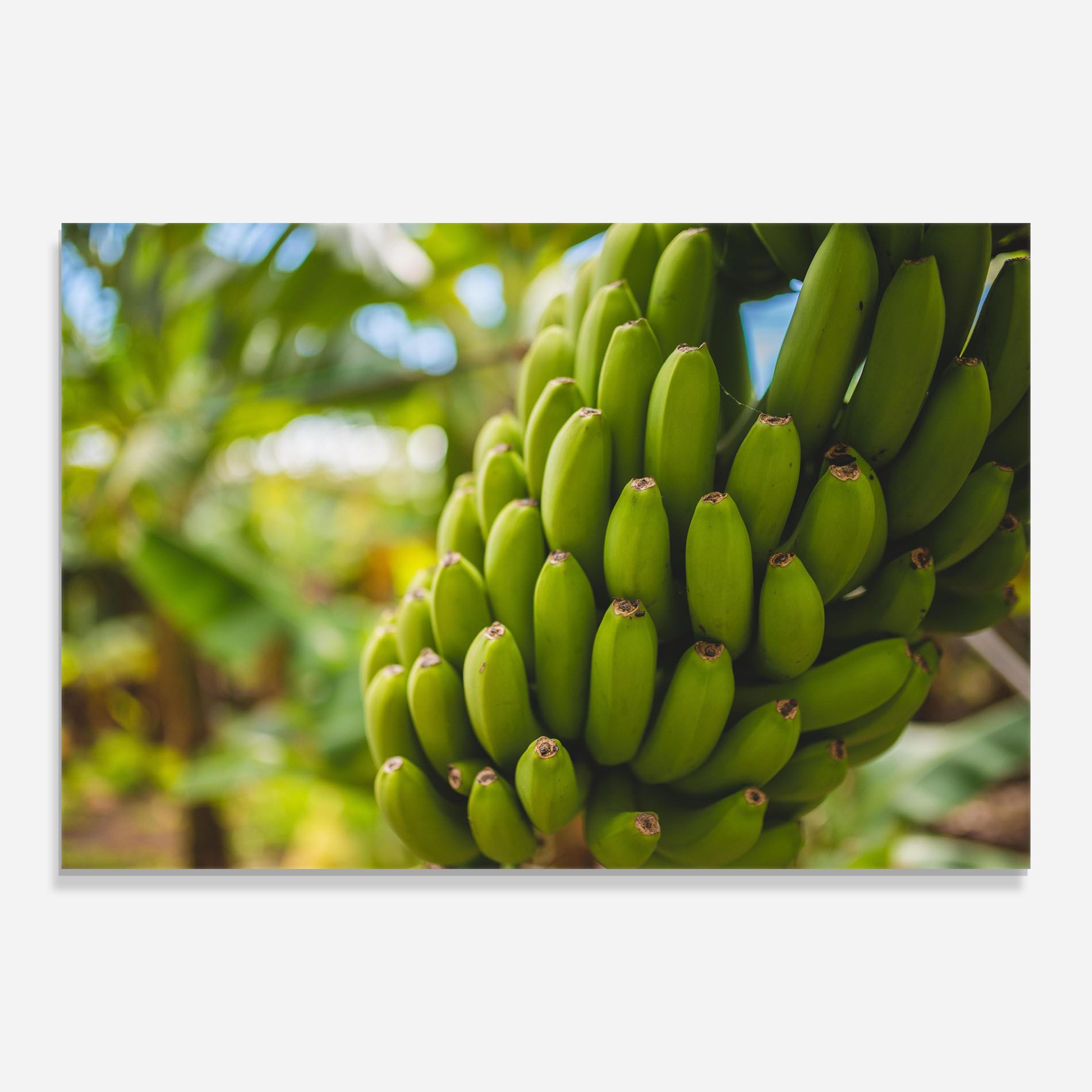 Green Banana mockup 0