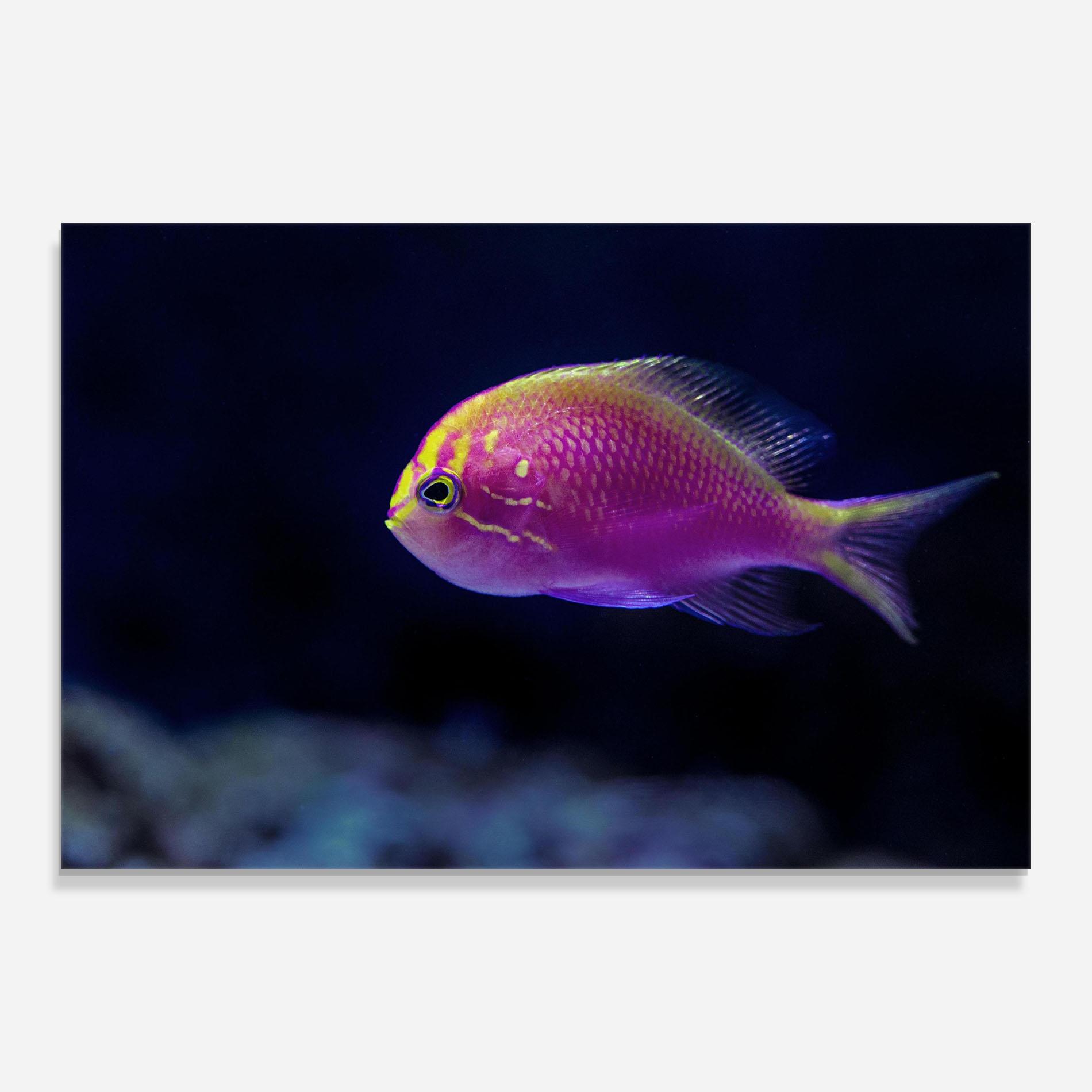 Üvegkép Angry Pink Fish mockup 0