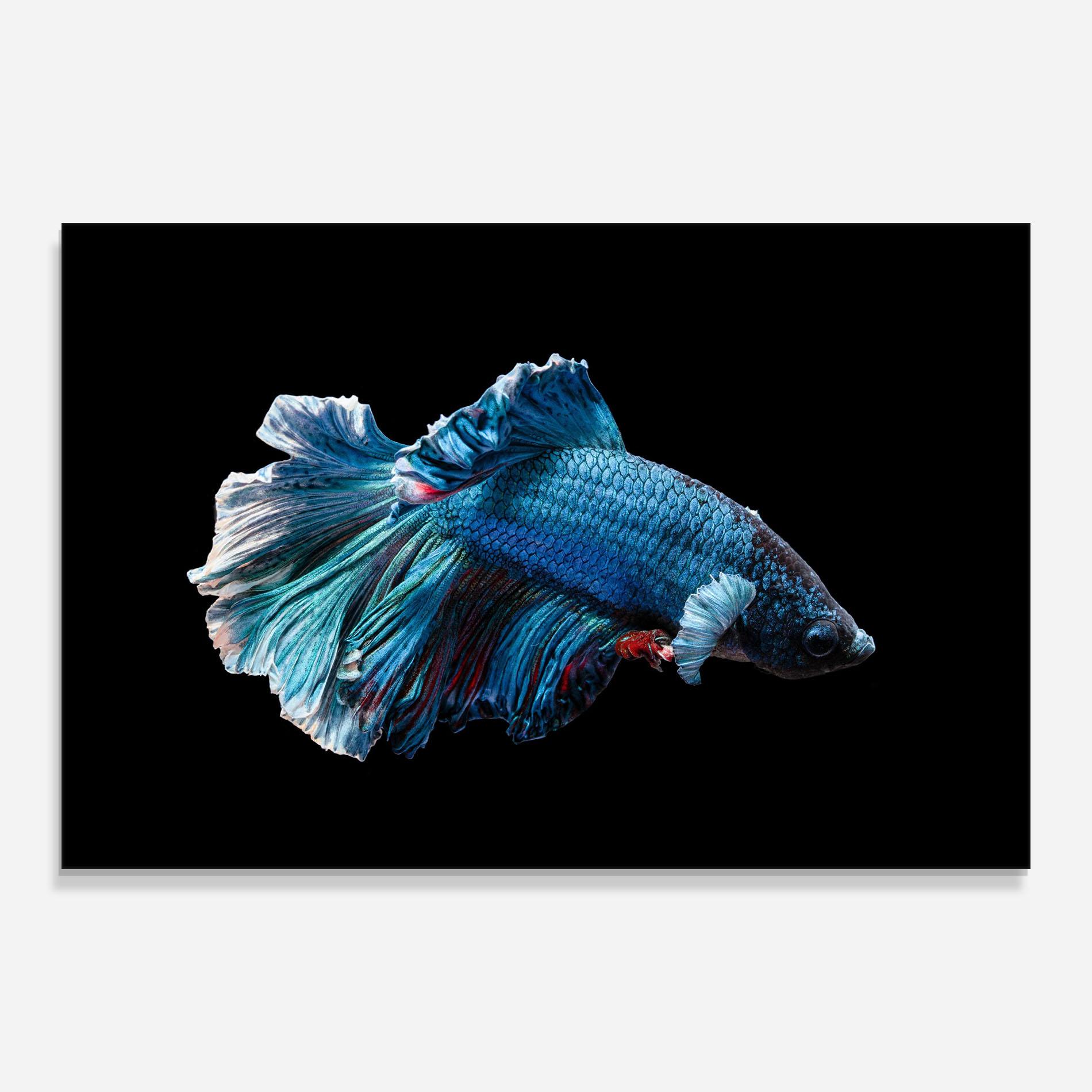 Üvegkép Blue Betta mockup 0