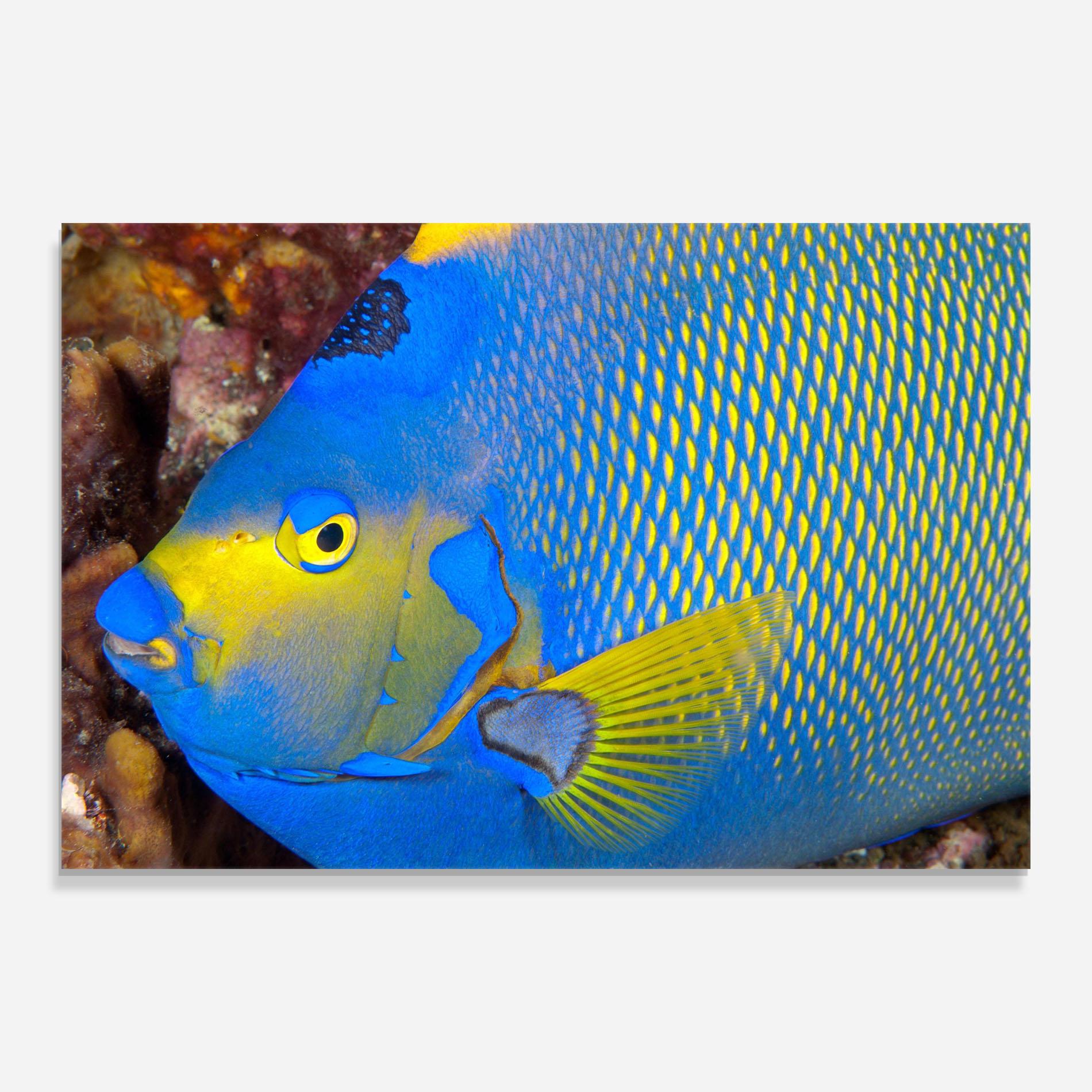 Üvegkép Blue Yellow Fish mockup 0