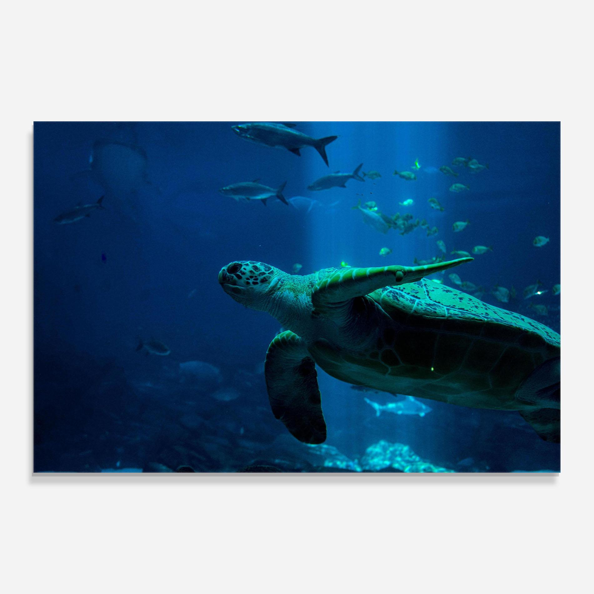 Üvegkép Green Turtule mockup 0