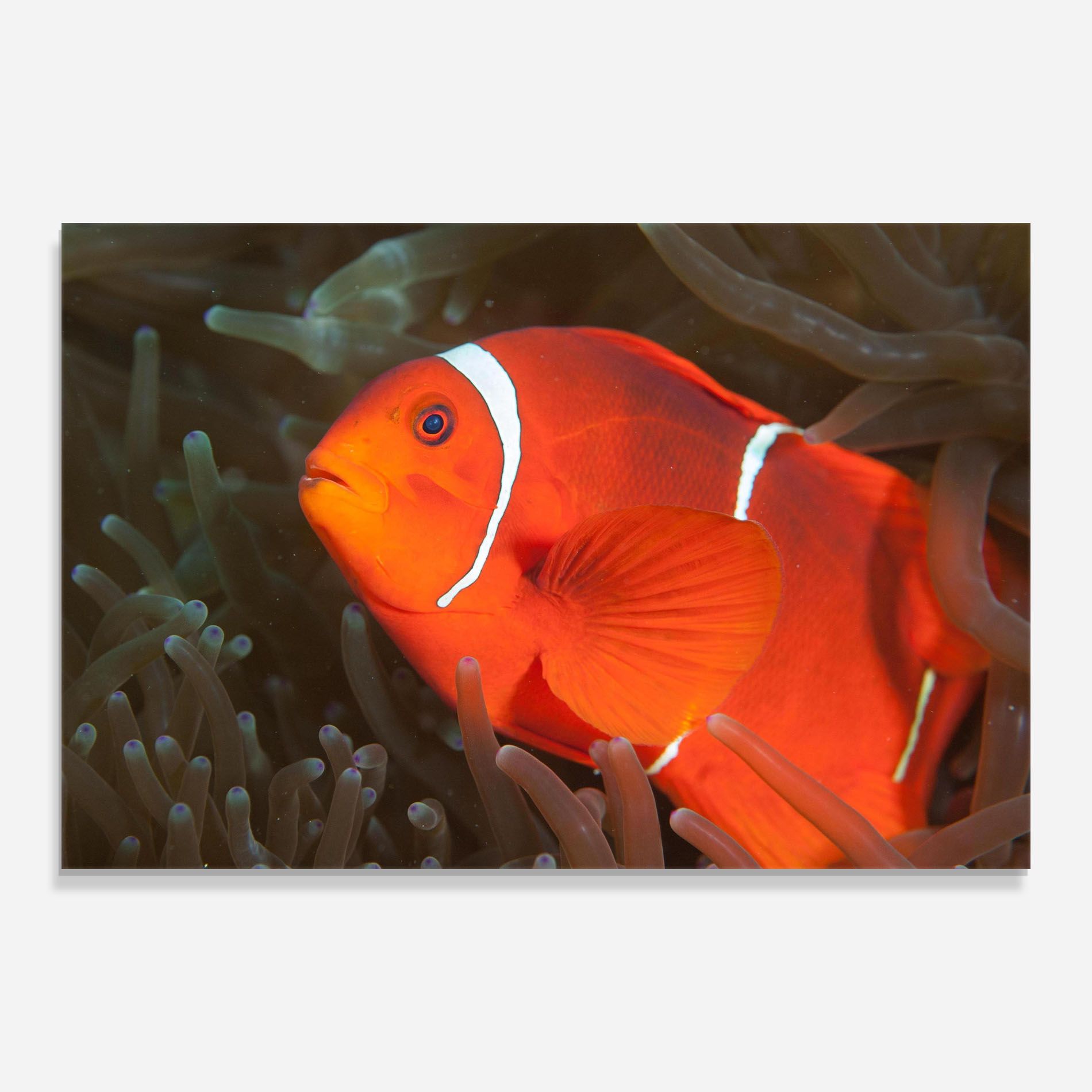Nemo Clownfish mockup 0