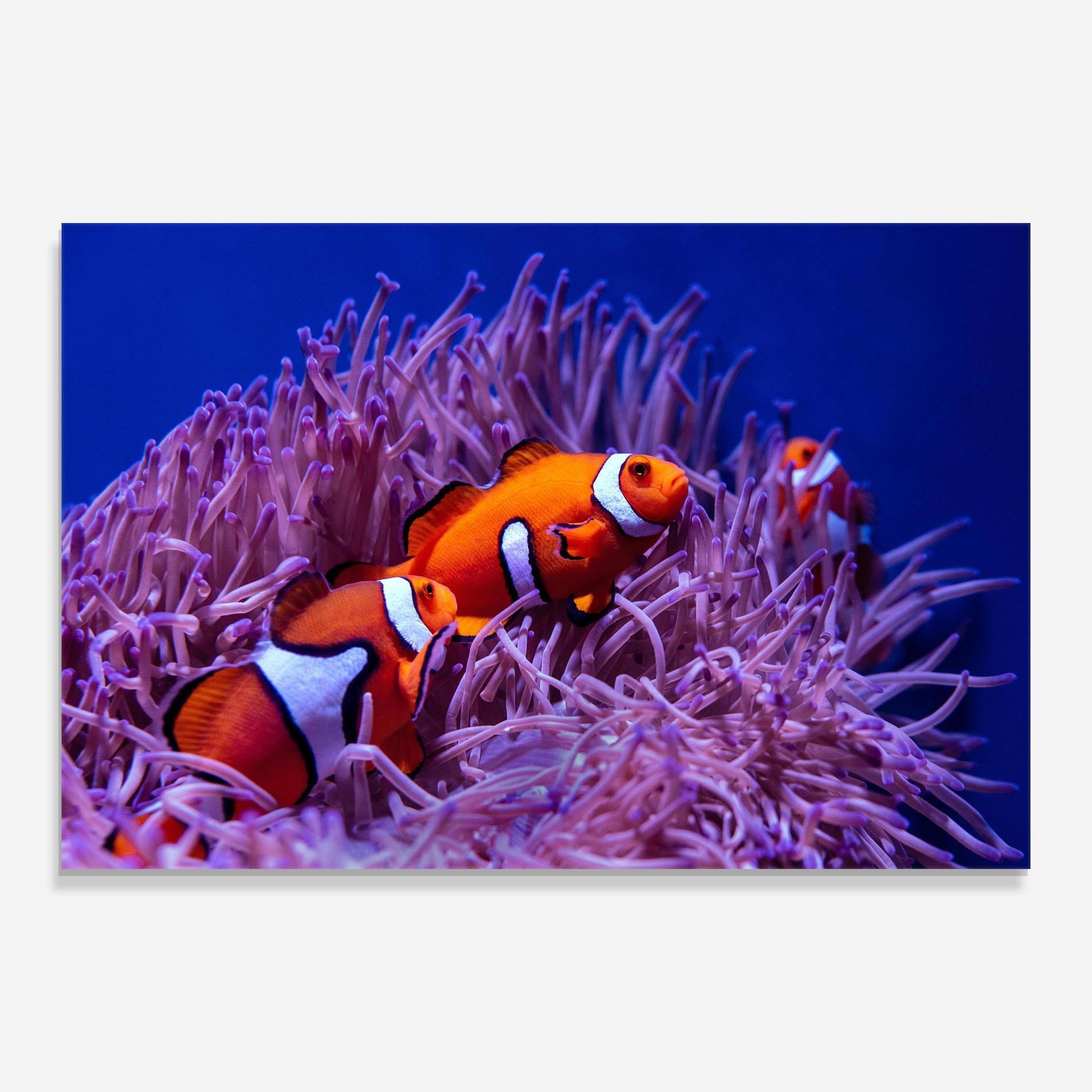 Üvegkép Nemo Family mockup 0