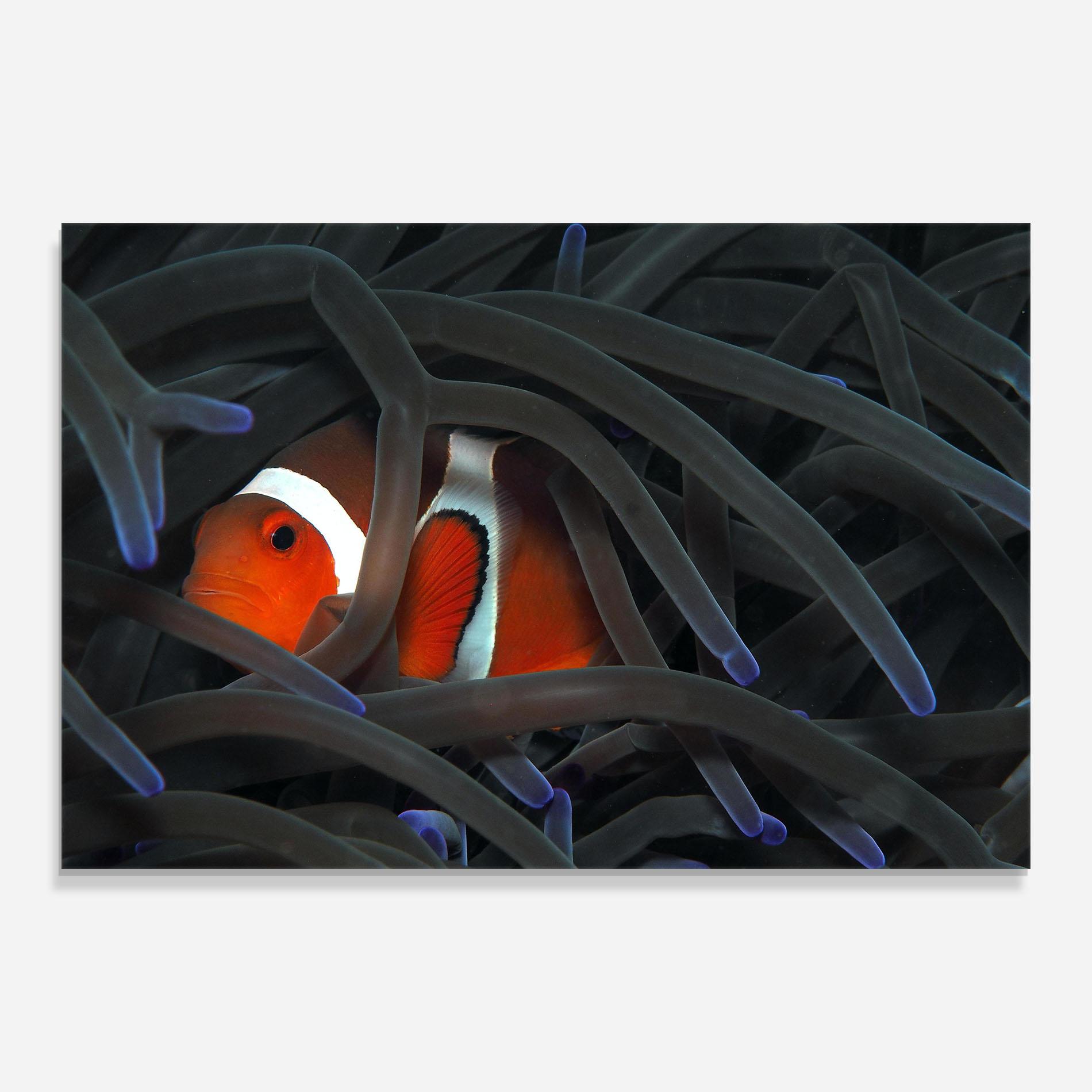 Üvegkép Nemo Hiding mockup 0