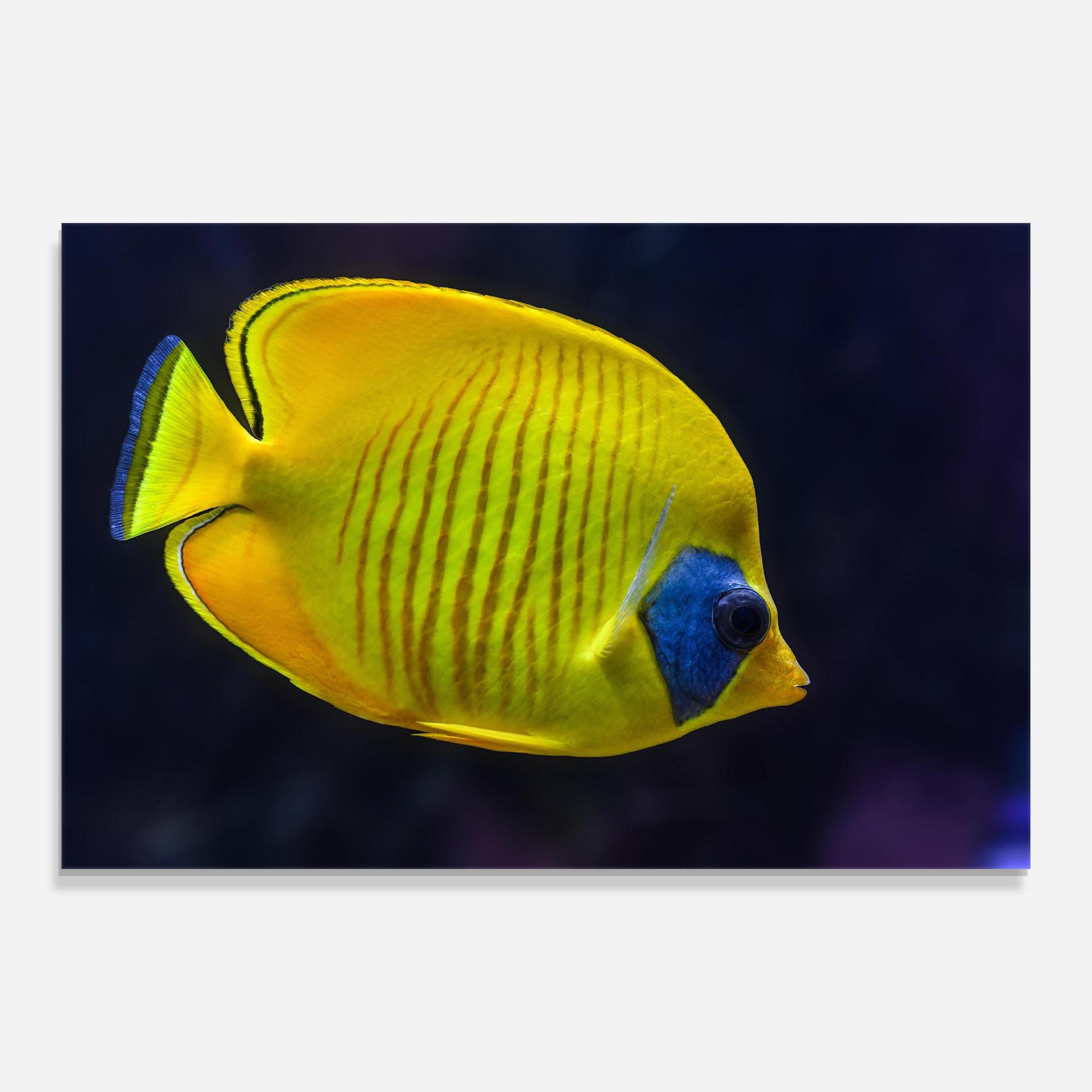 Üvegkép Yellow Blue Fish mockup 0