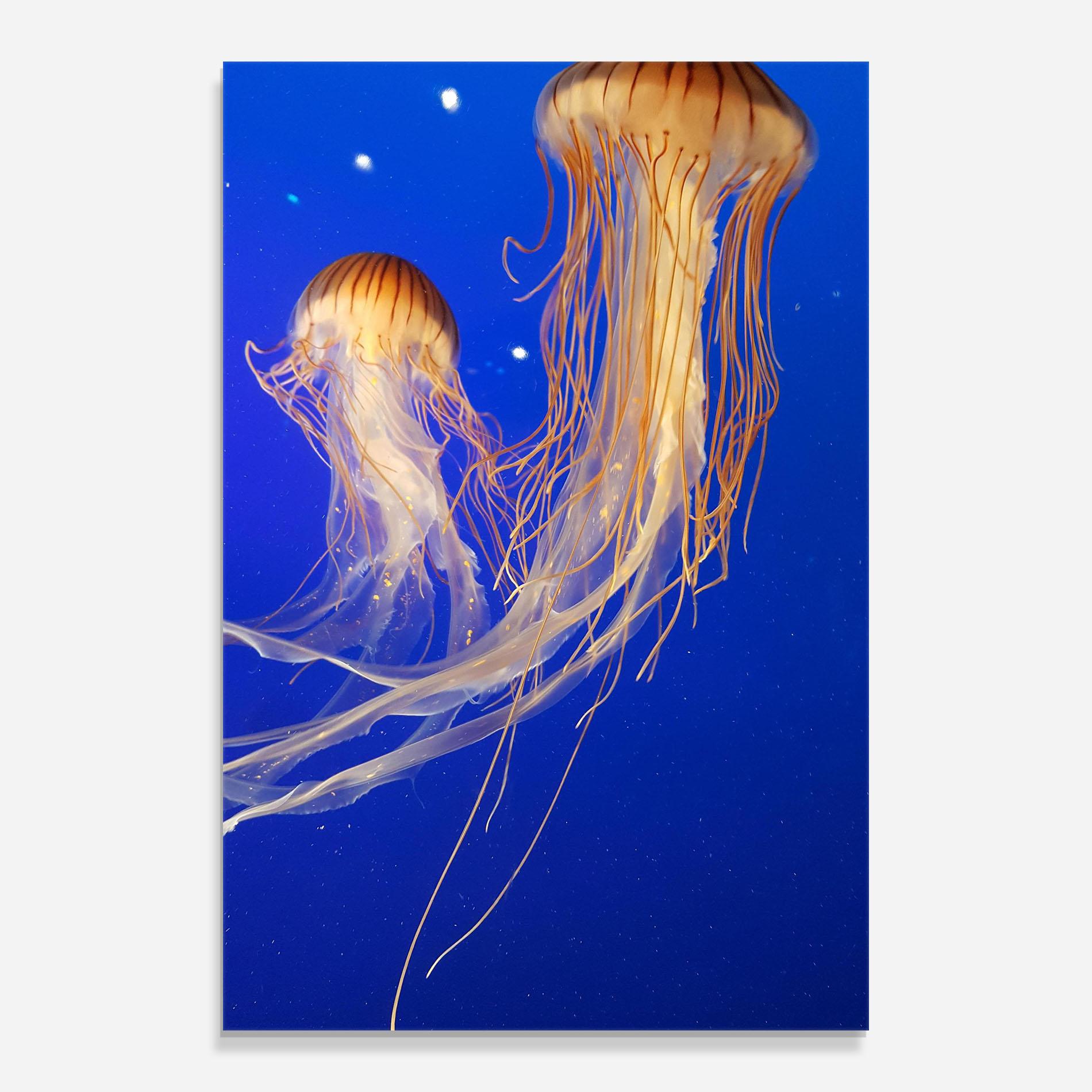 Üvegkép Light Orange Jellyfish mockup 0