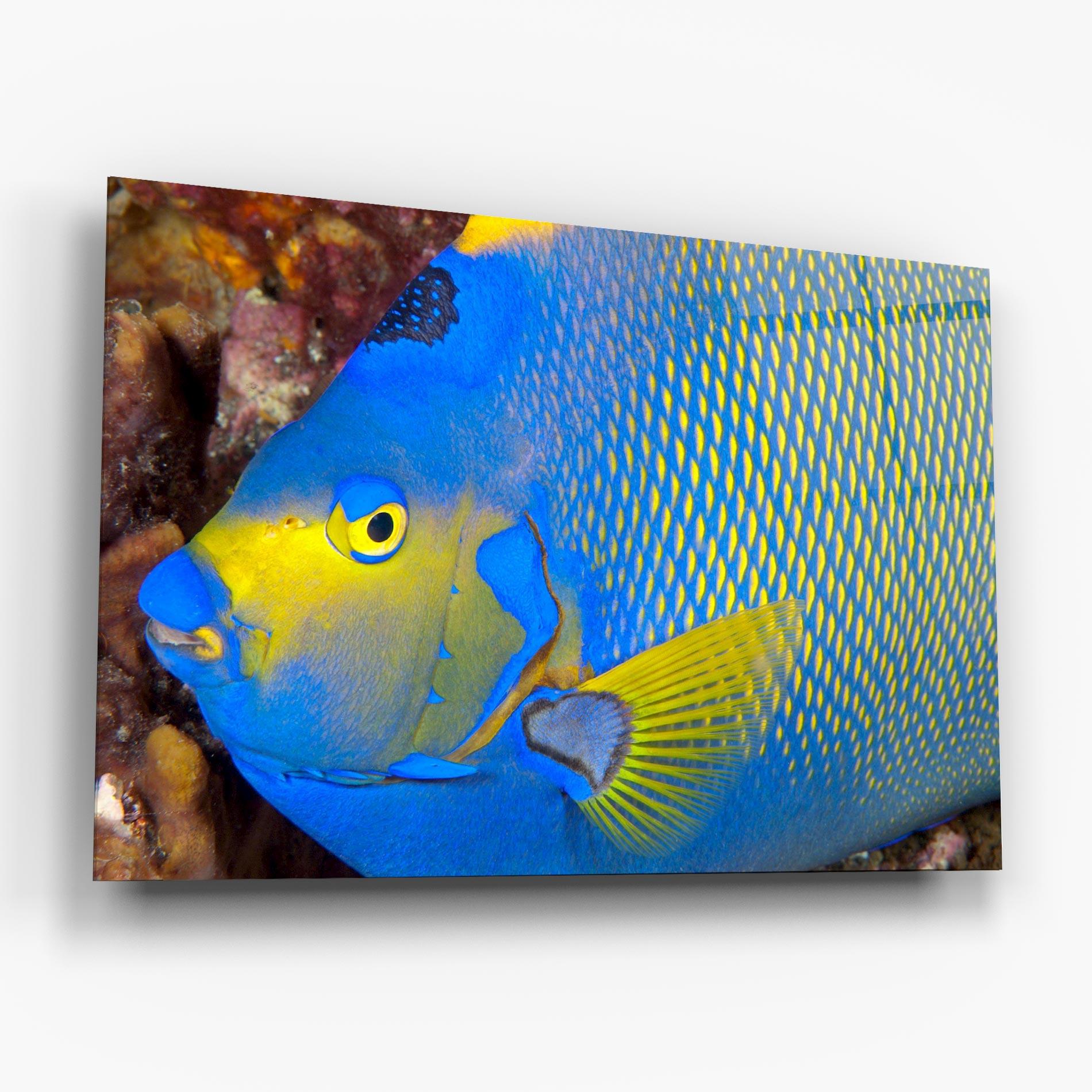 Üvegkép Blue Yellow Fish mockup 6