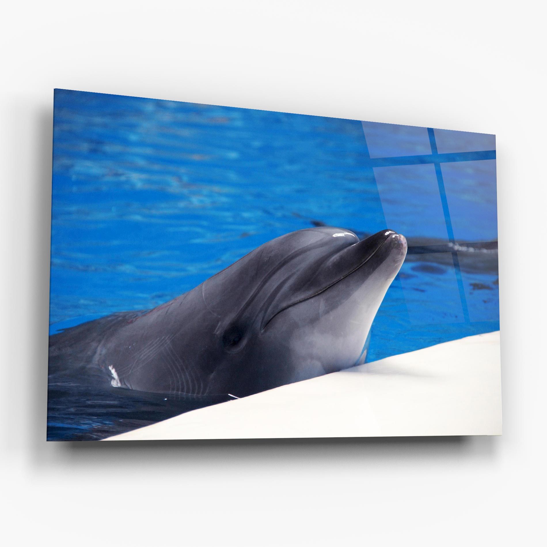 Cute Dolphin mockup 6