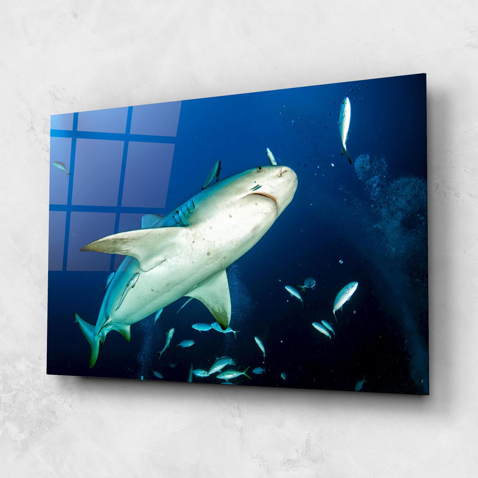 Bull Shark mockup 1