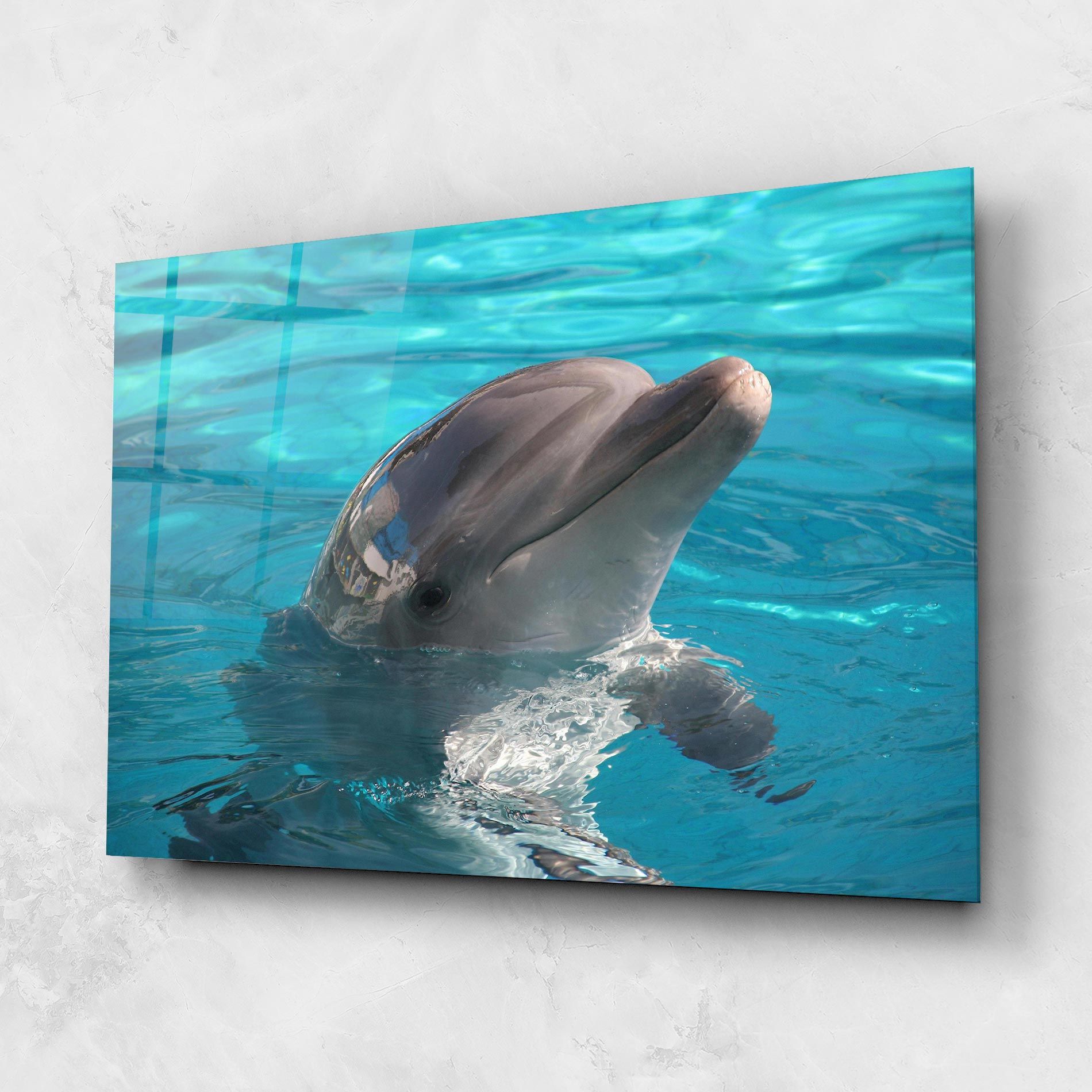 Dolphin Poses mockup 1