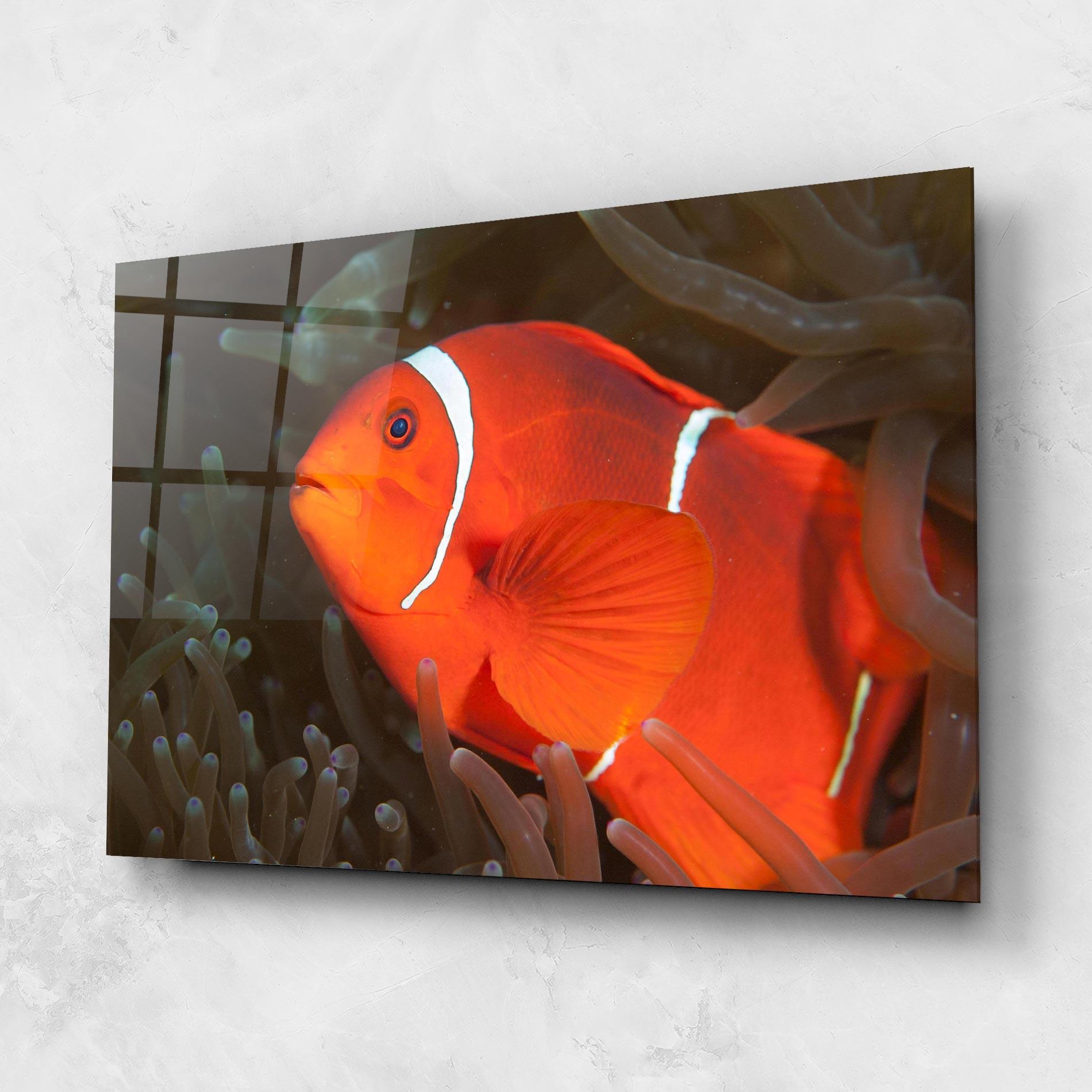 Üvegkép Nemo Clownfish mockup 1