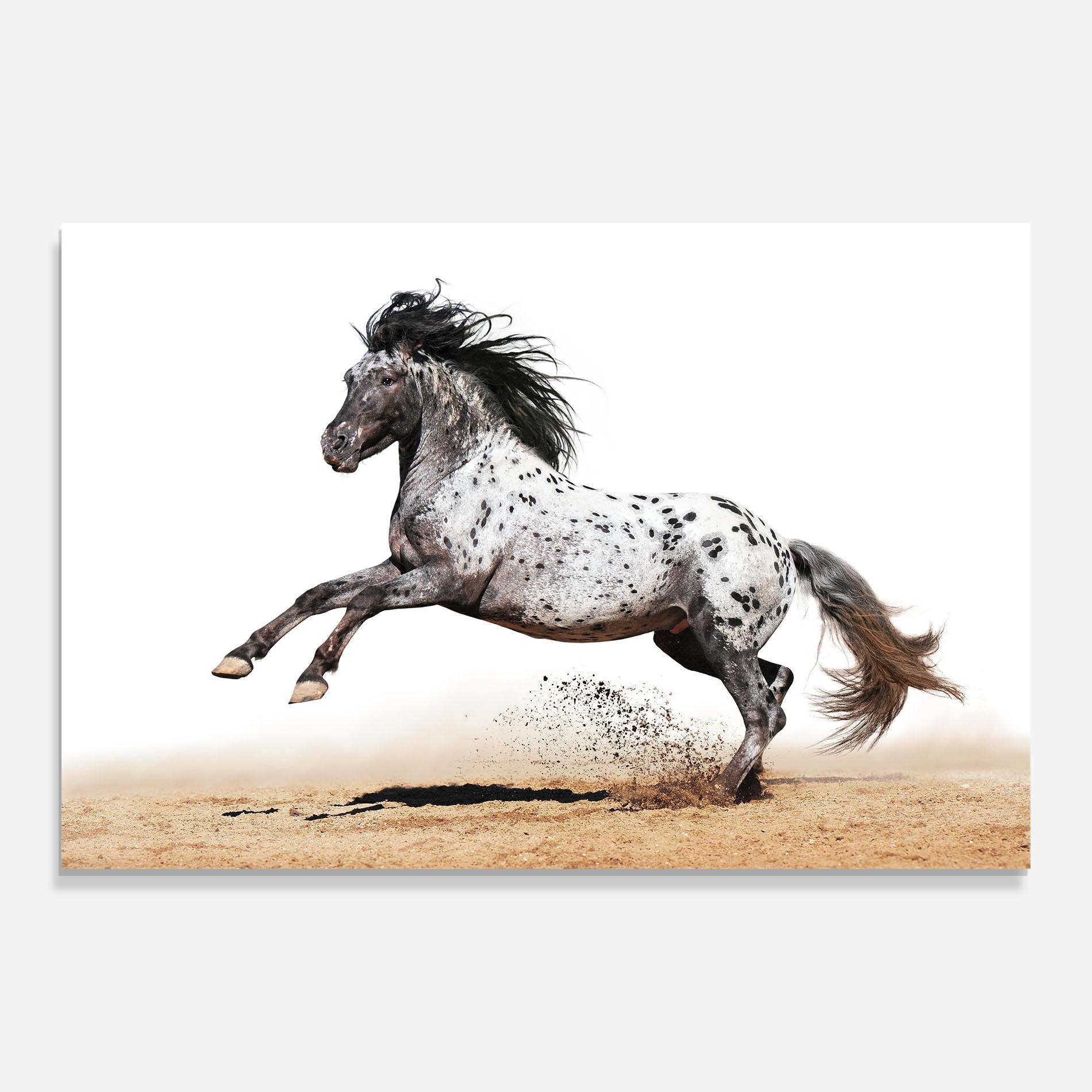 Üvegkép Appaloosa Horse Running mockup 0