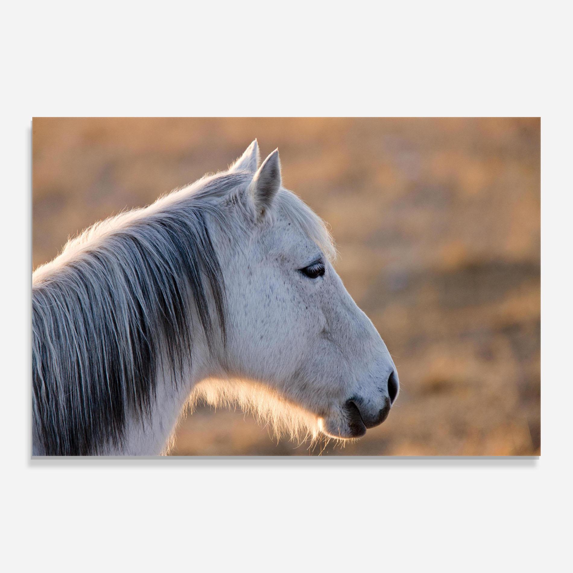 Üvegkép Light Gray Horse Looking mockup 0