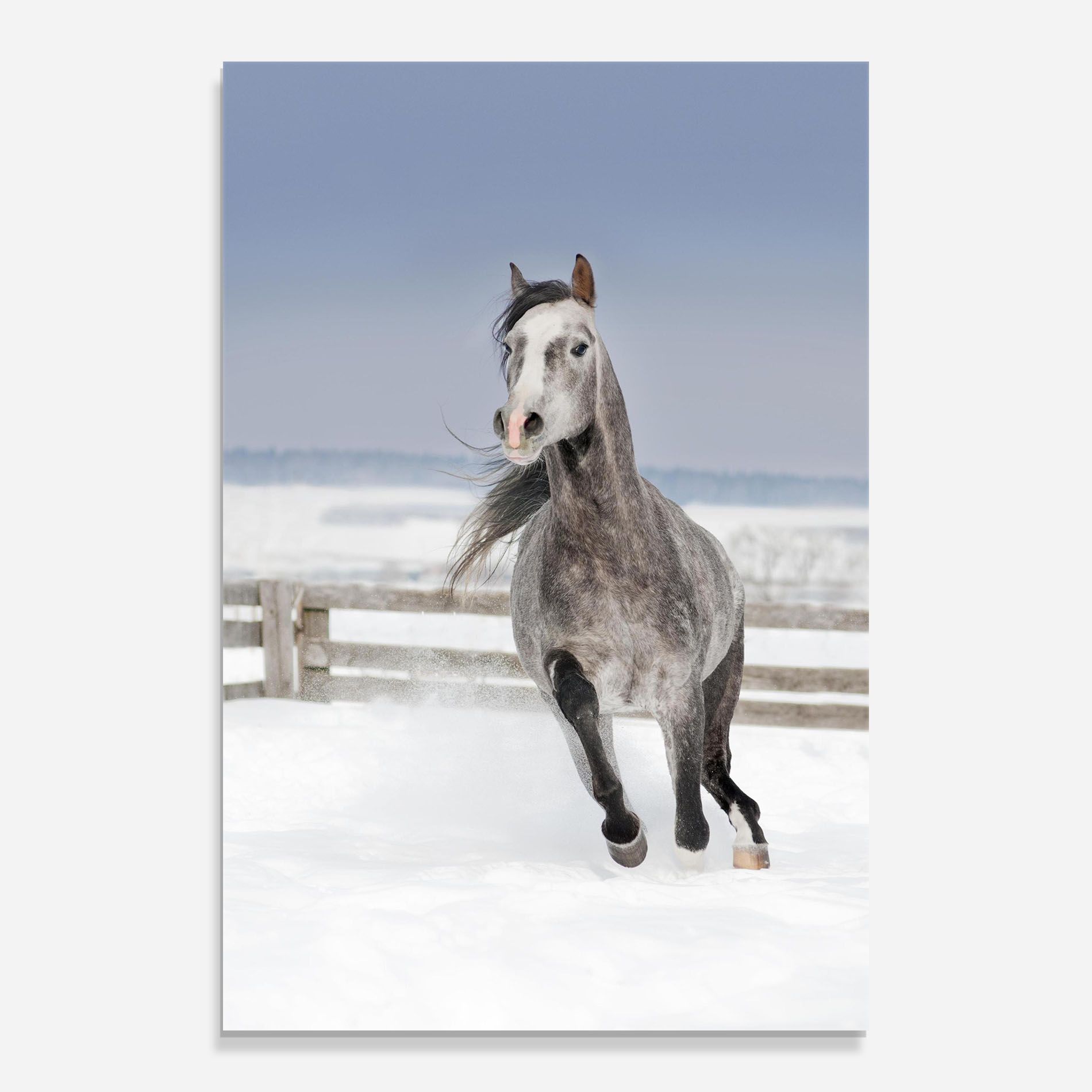 Horse Running Free mockup 0