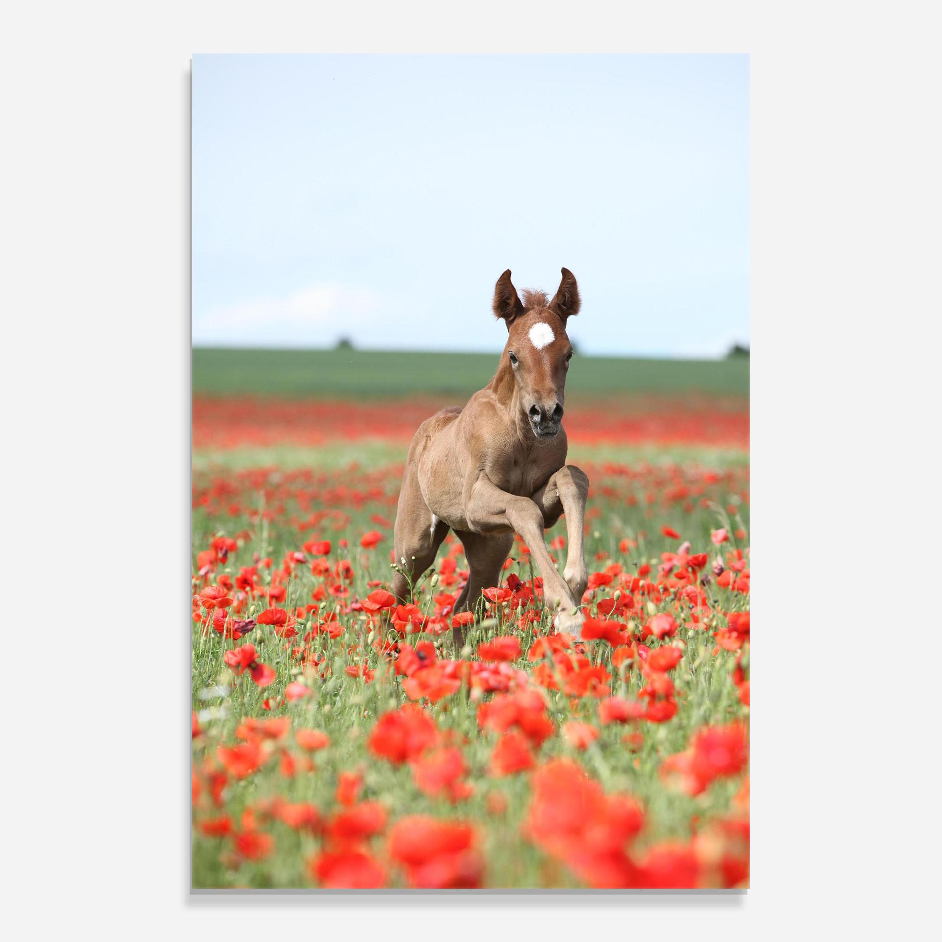 Üvegkép Red Flowers Horse mockup 0