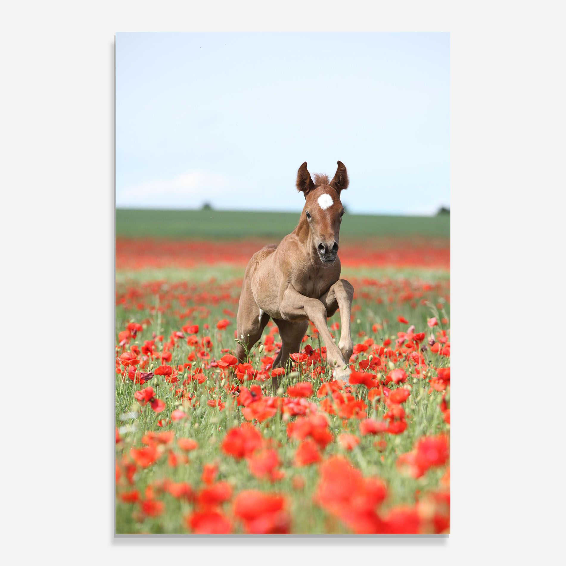 Red Flowers Horse mockup 0