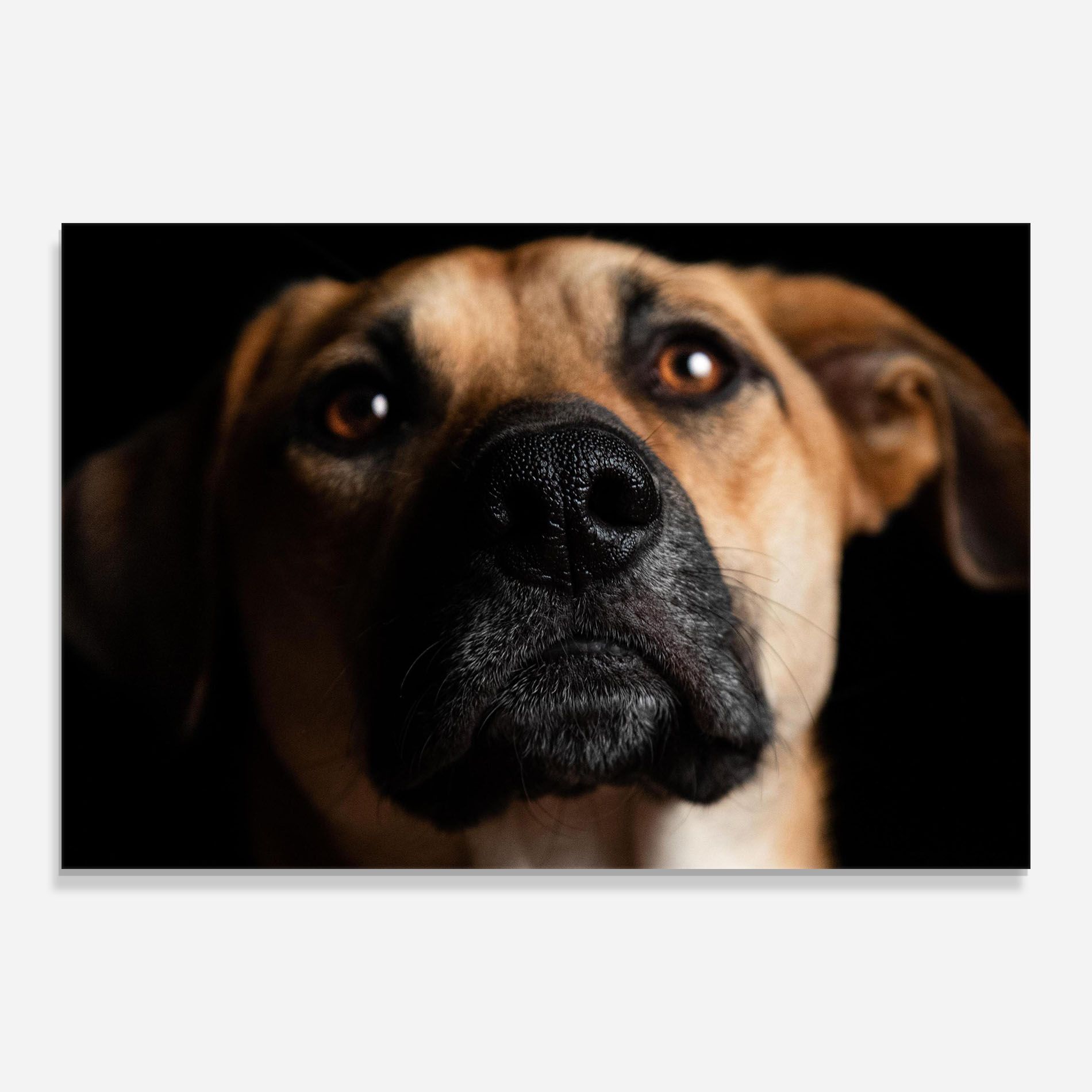 Black Nose Dog mockup 0