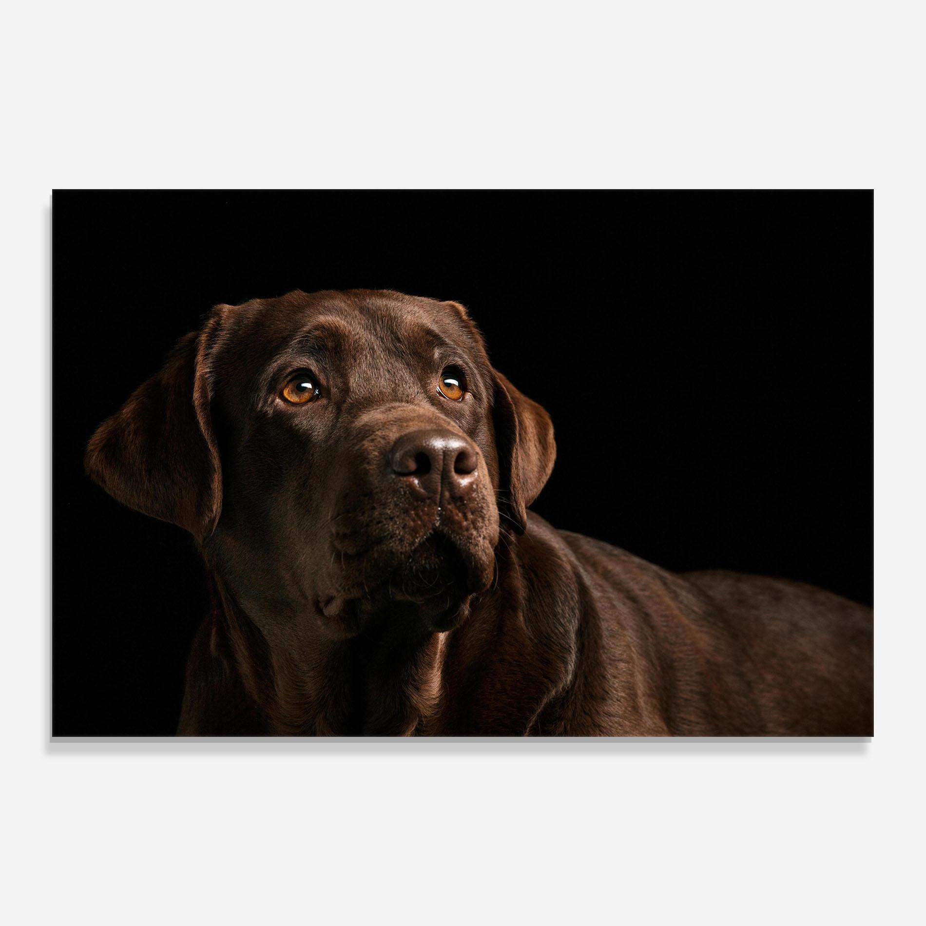 Üvegkép Brown Labrador mockup 0