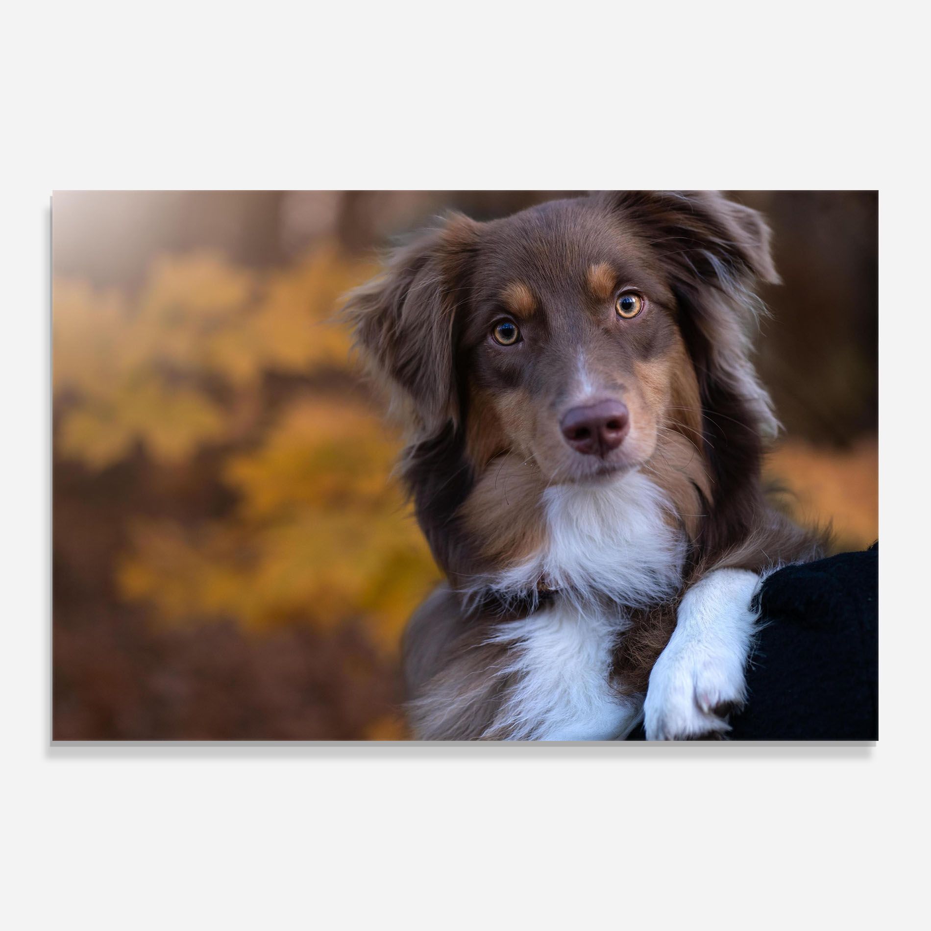 Coffee Brown Dog mockup 0