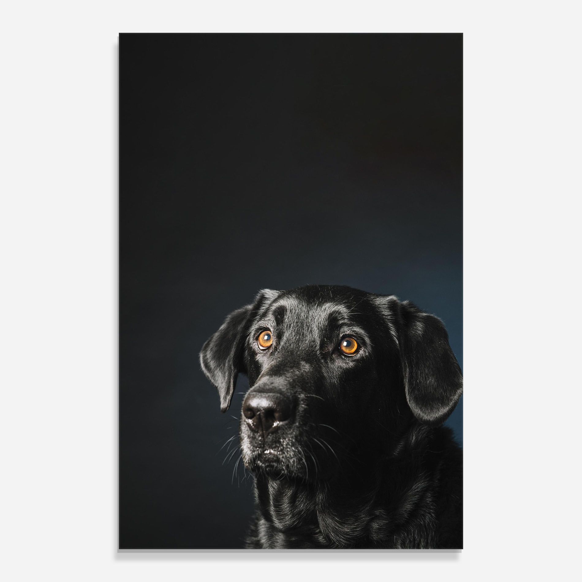 Brown Eyes Dog mockup 0