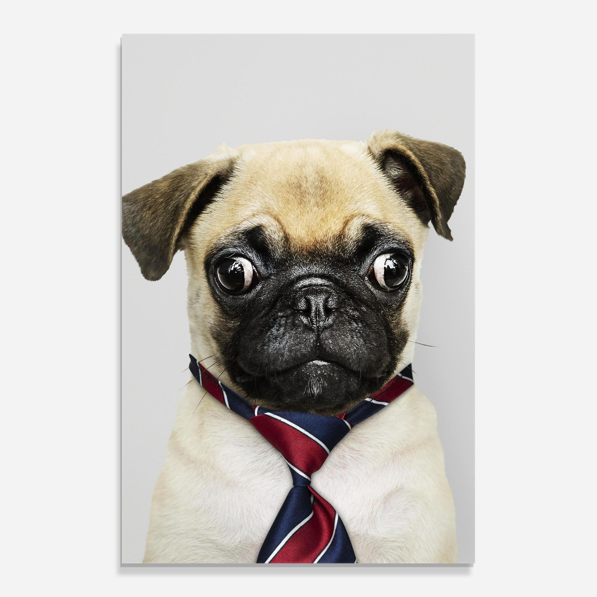Business Pug mockup 0