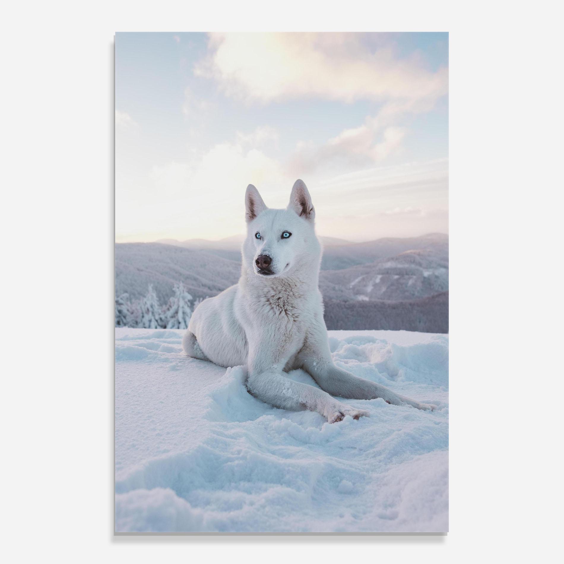 Üvegkép White Husky mockup 0