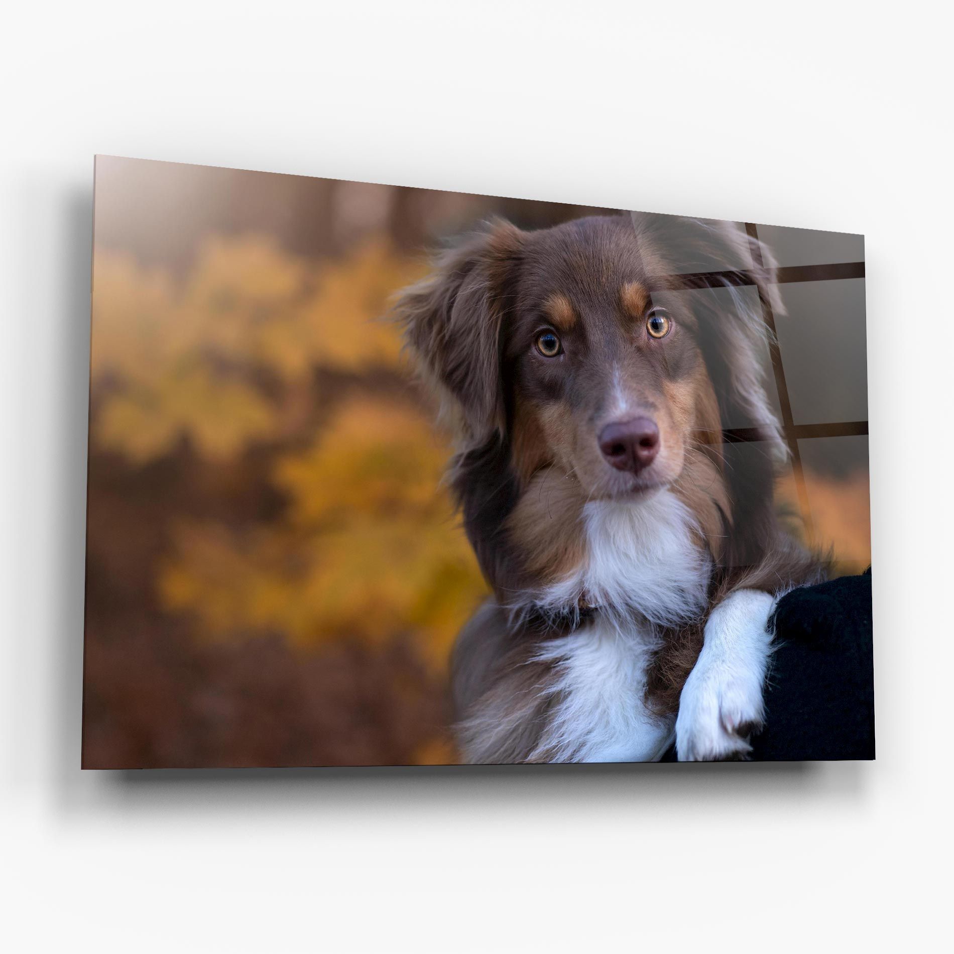 Coffee Brown Dog mockup 6