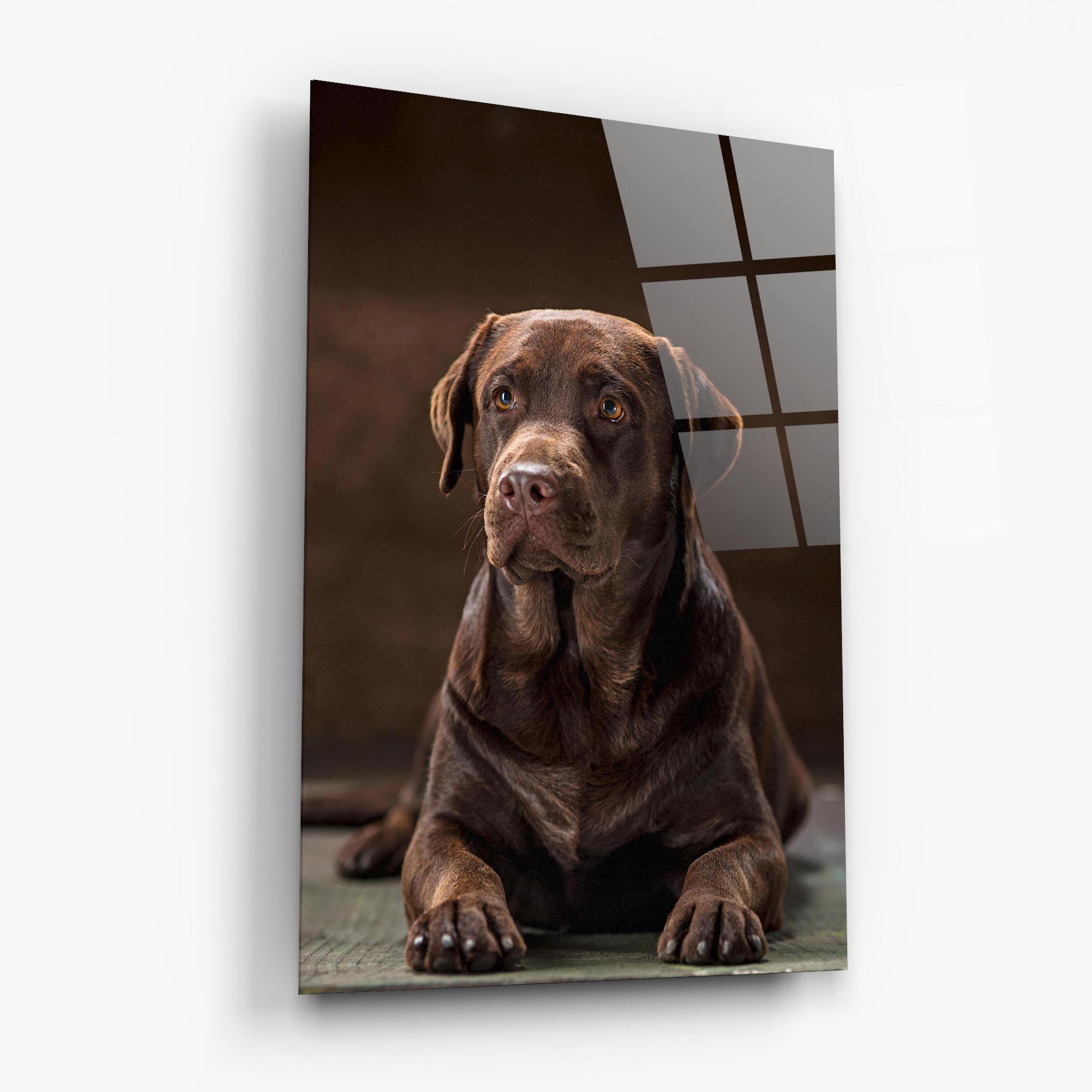 Brown Labrador Dog mockup 6