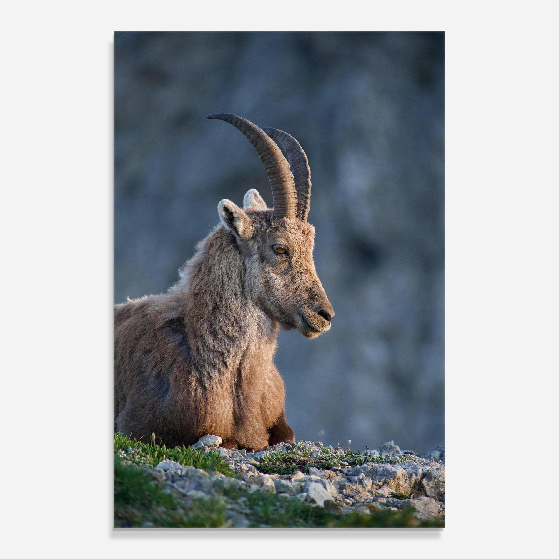 Üvegkép Mountain Goat mockup 0