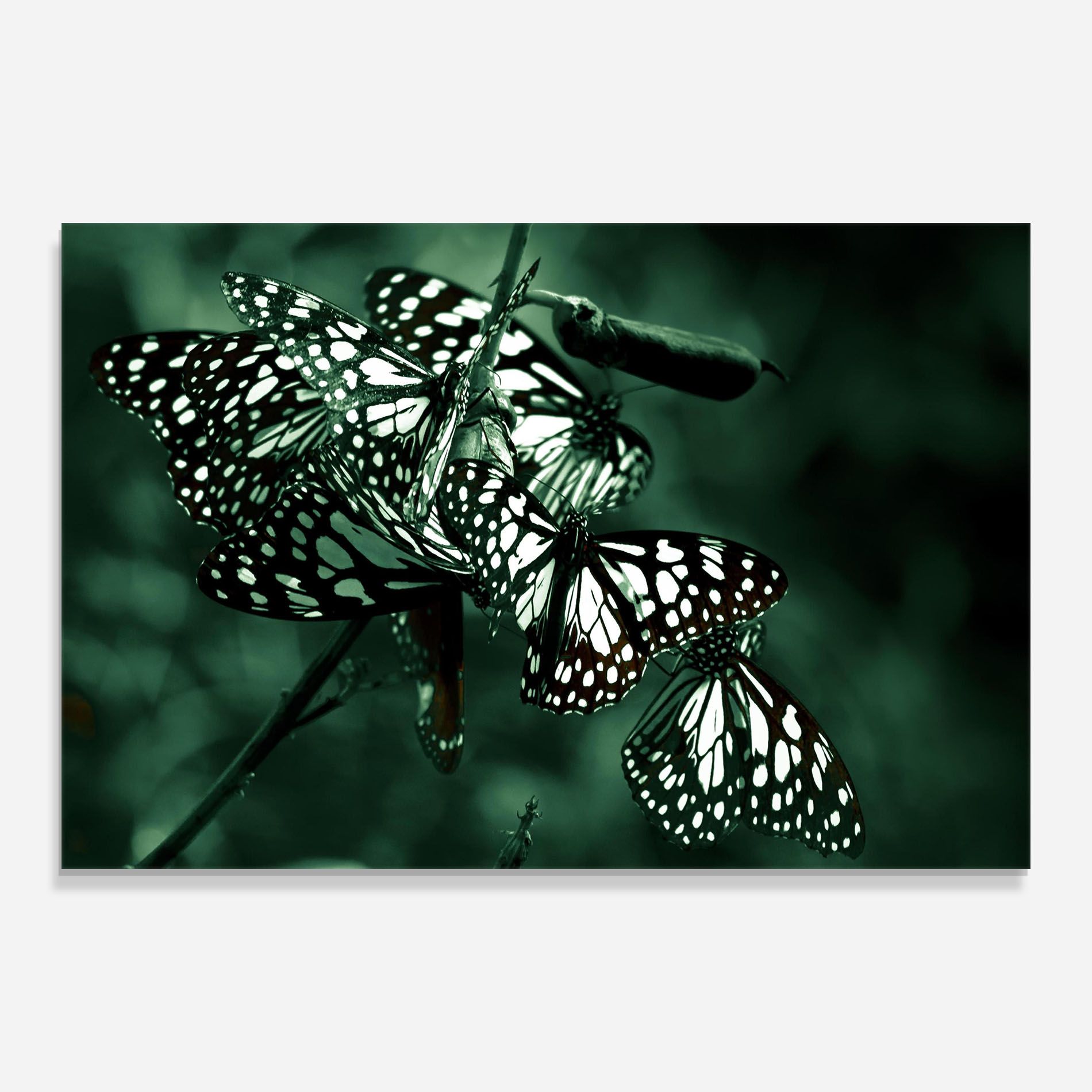 Black White Butterflies mockup 0