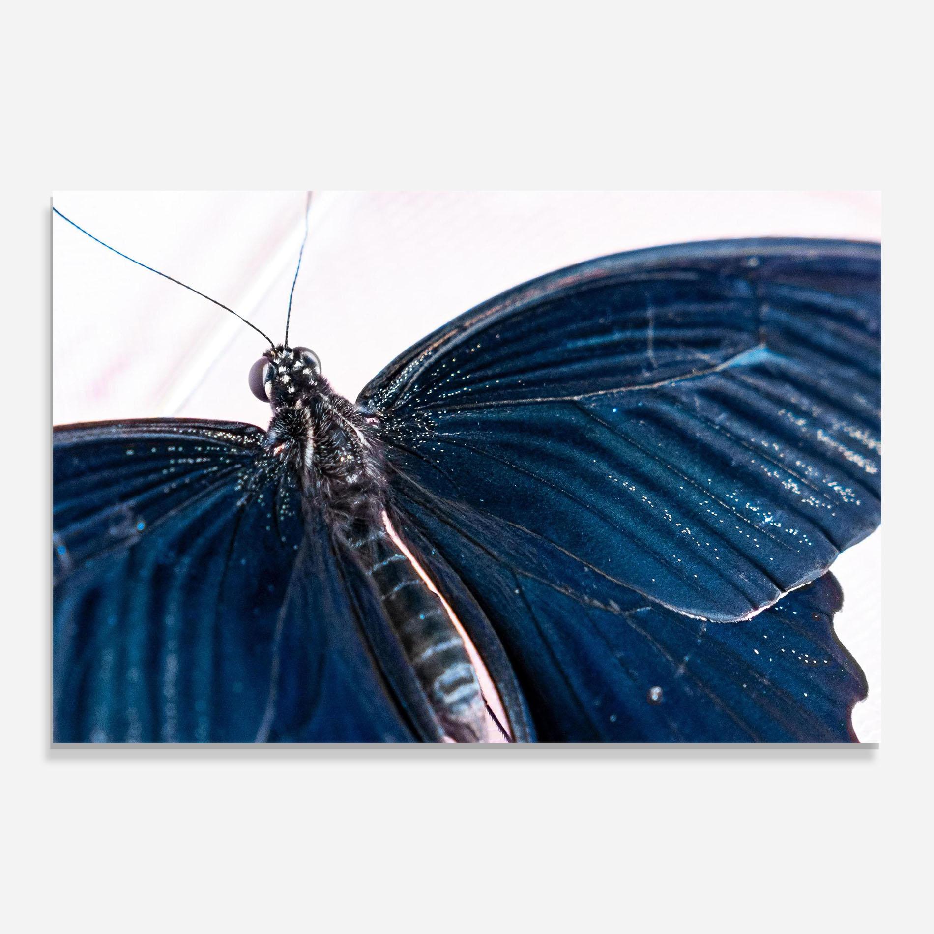 Üvegkép Blue Butterfly mockup 0