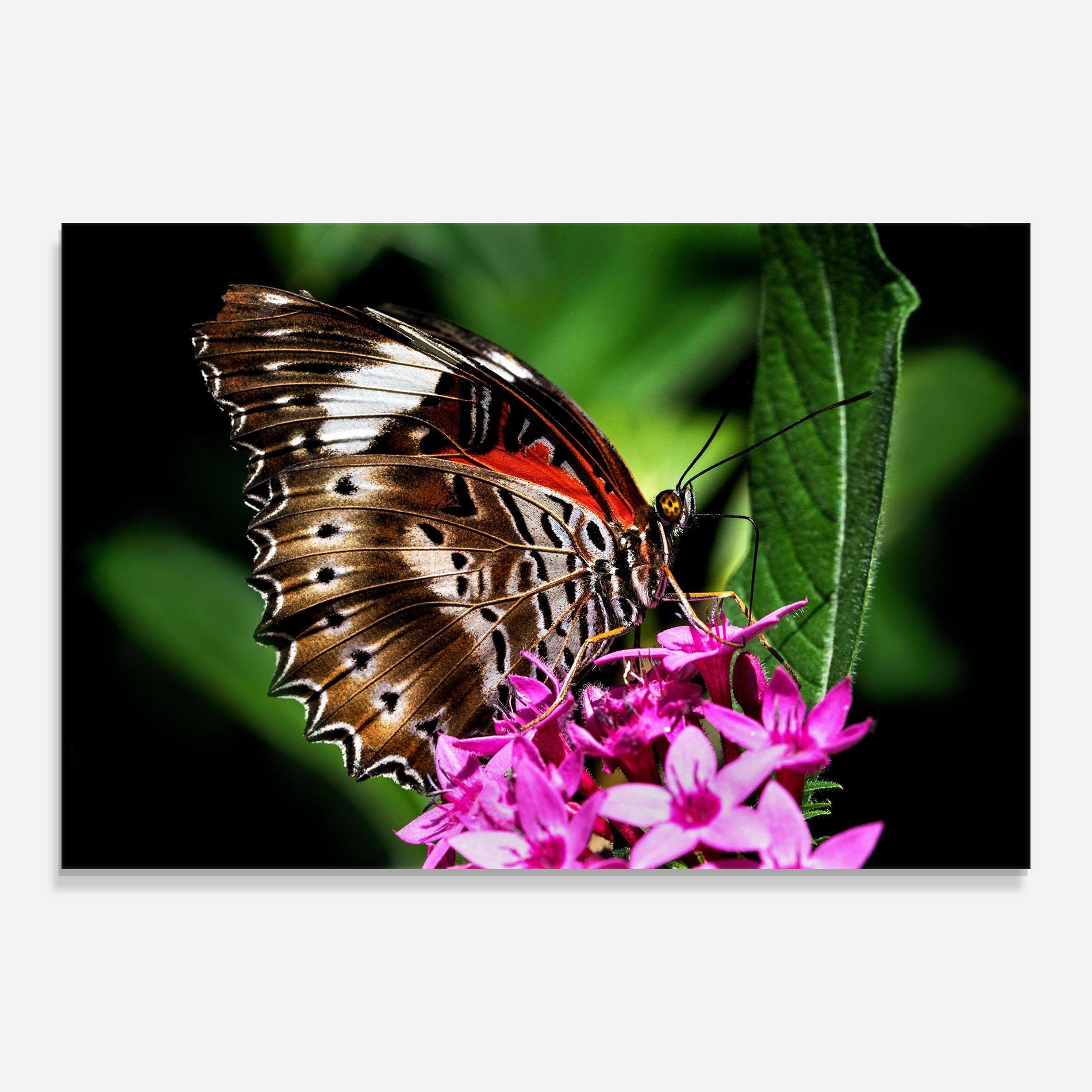 Üvegkép Brown Red Butterfly mockup 0