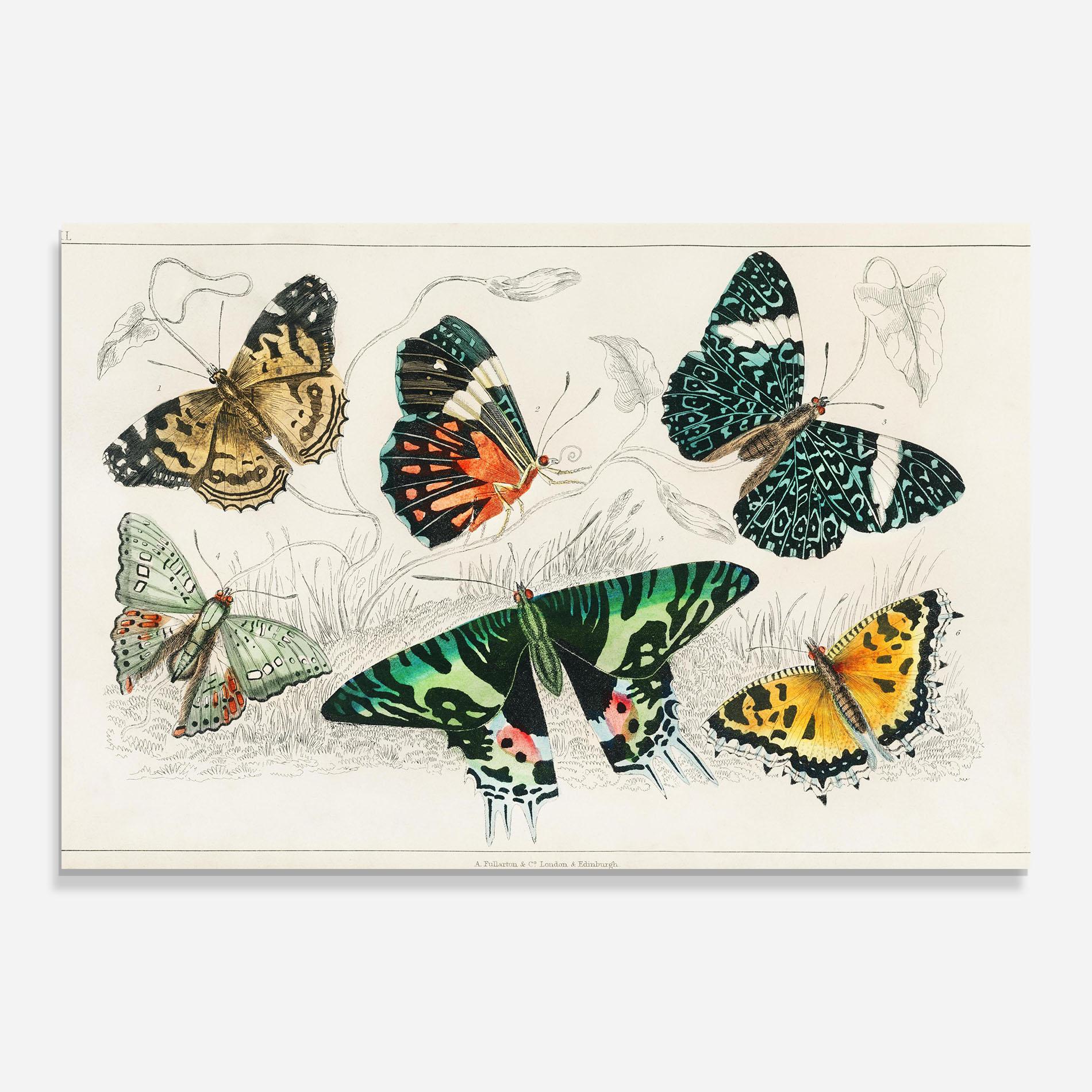 Üvegkép Butterfly Art mockup 0