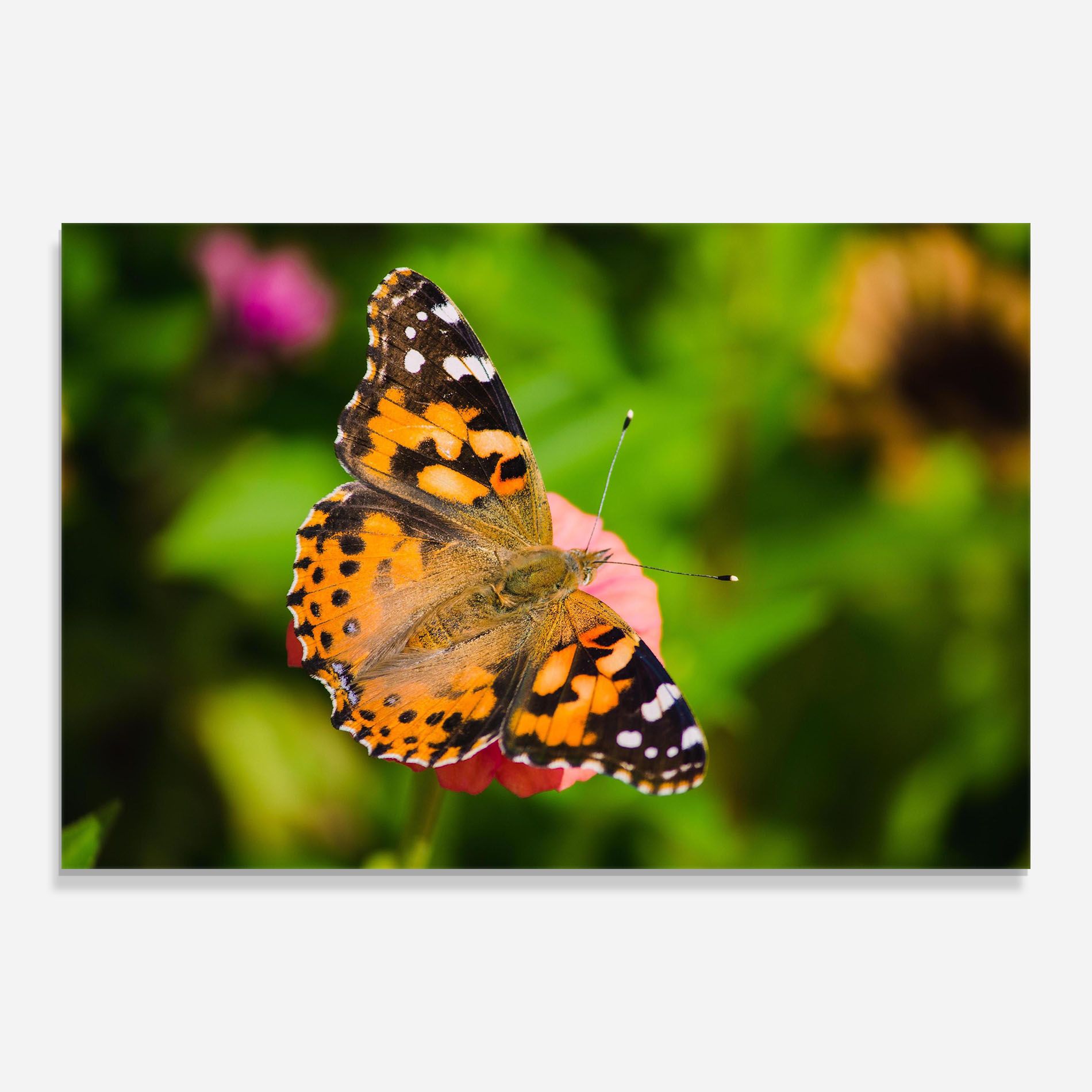 Butterfly On Flower mockup 0