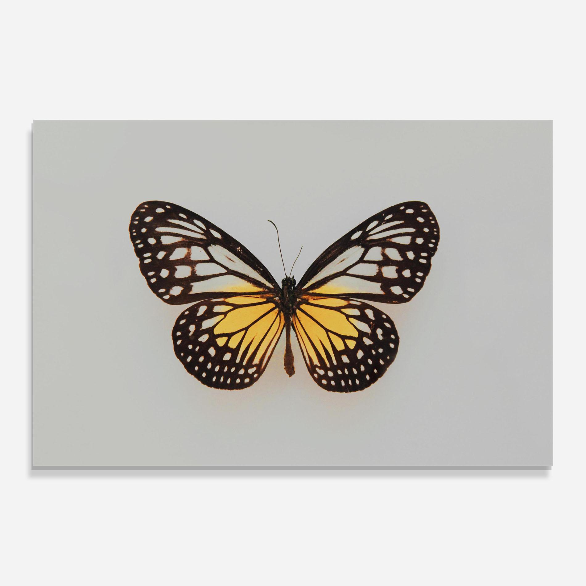 Üvegkép Butterfly On Grey mockup 0