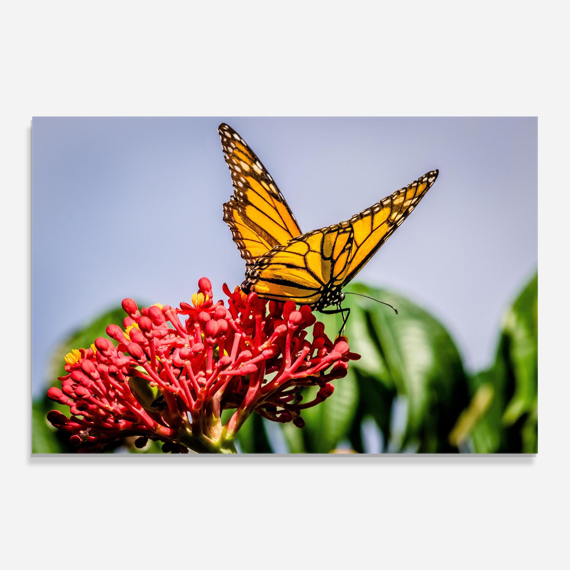 Butterfly On Red Flower mockup 0