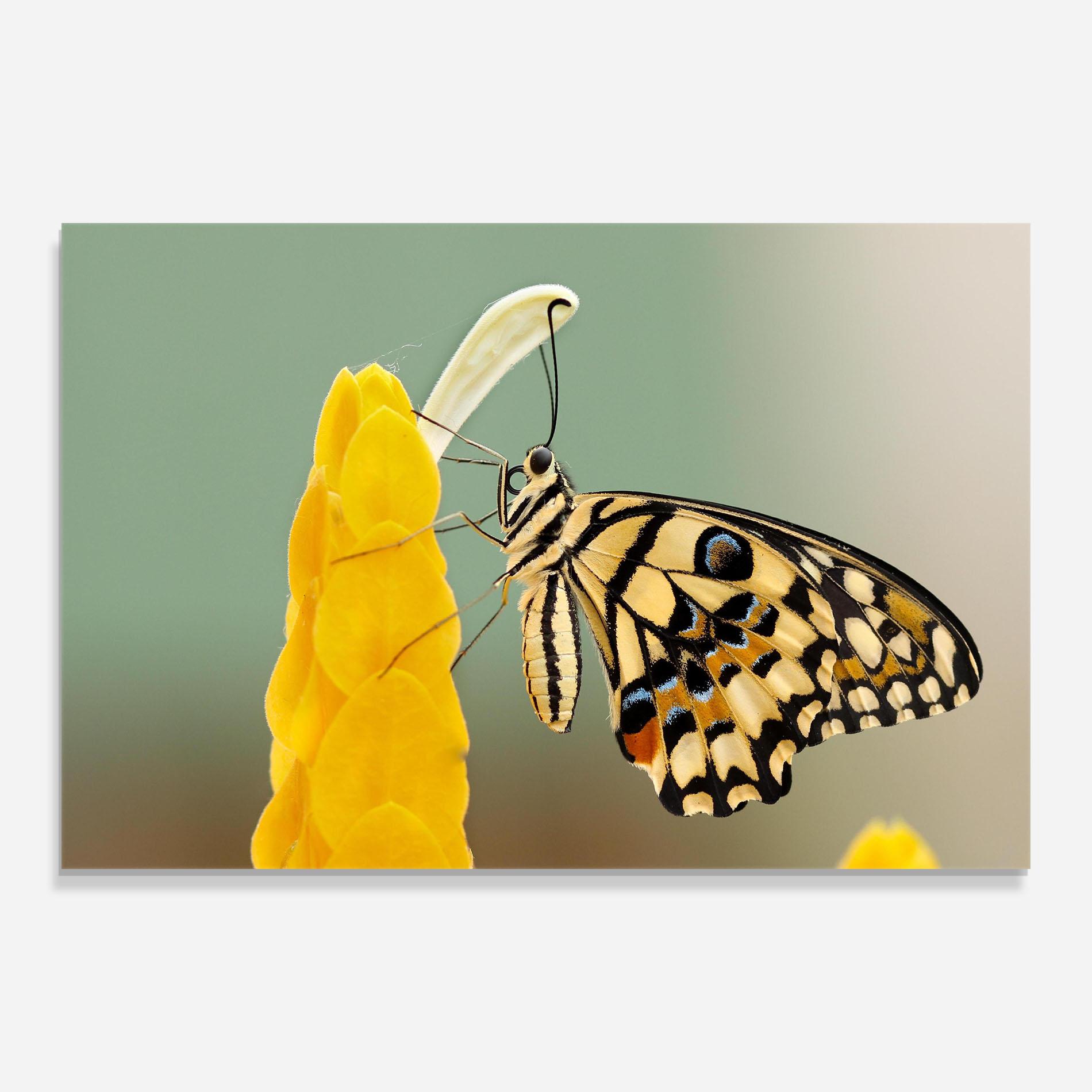 Üvegkép Cream Yellow Butterfly mockup 0