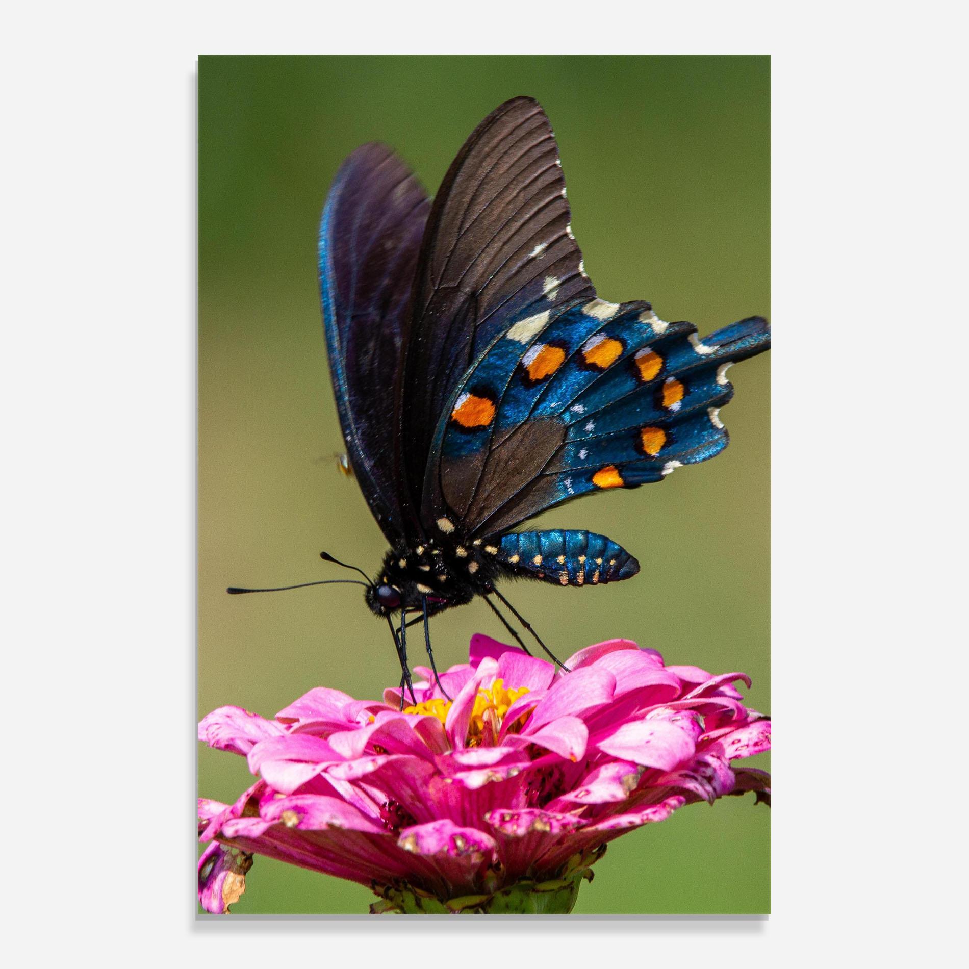 Üvegkép Blue Grey Butterfly mockup 0