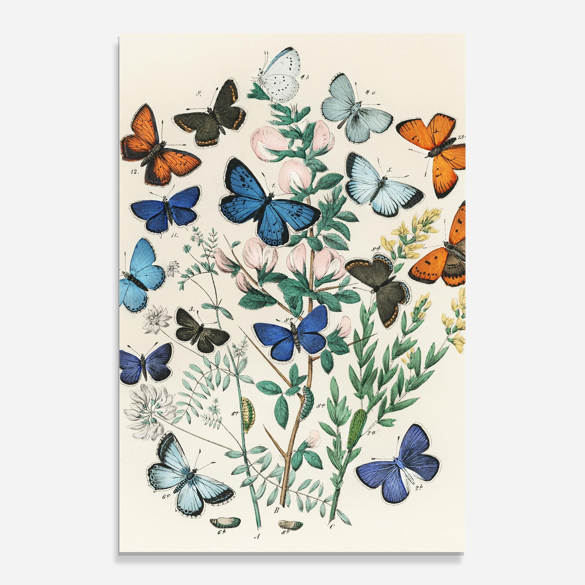 Blue Orange Butterflies mockup 0