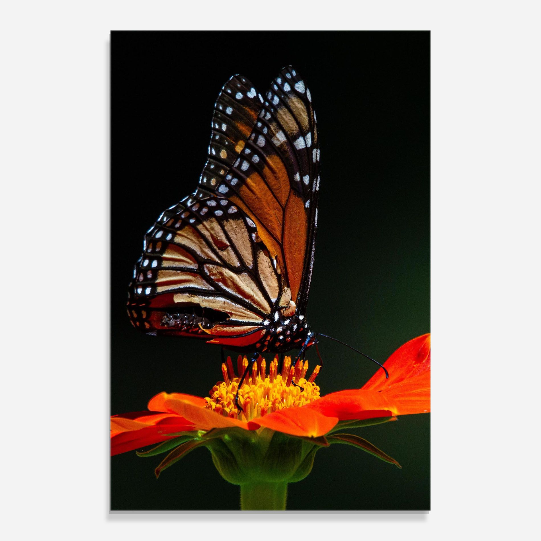 Dark Orange Butterfy mockup 0