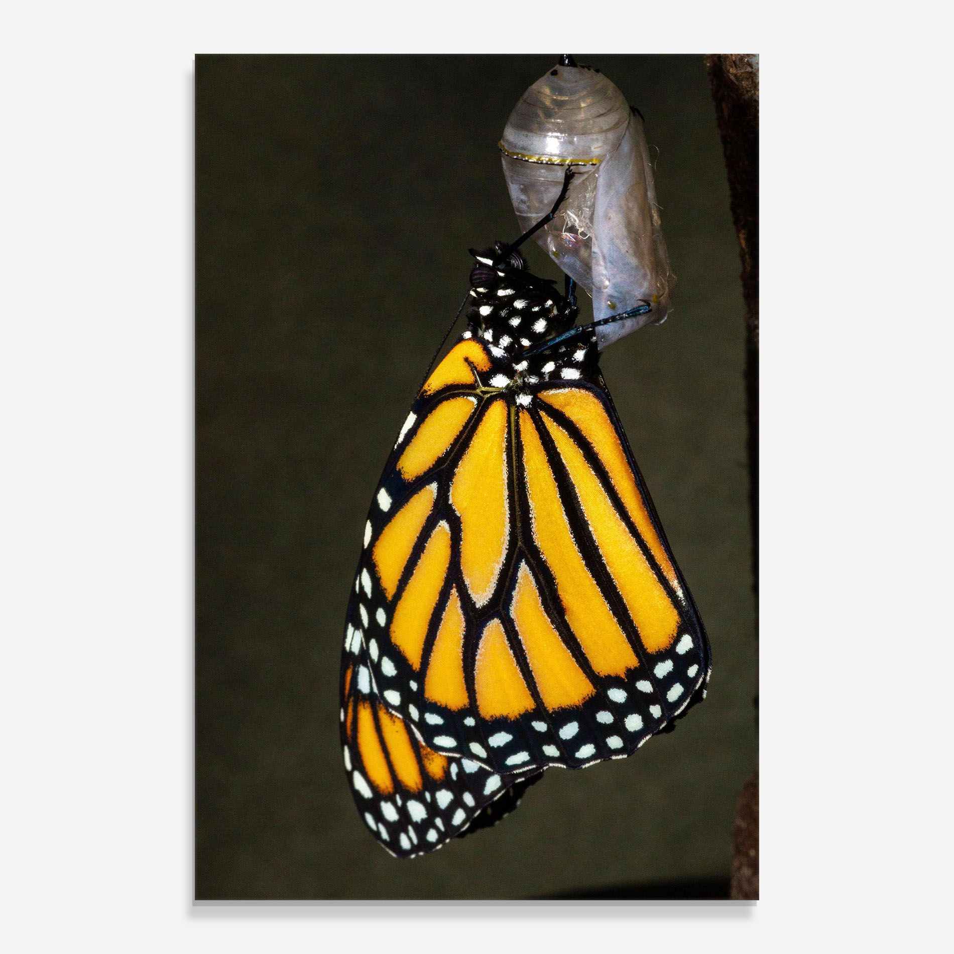 Dark Yellow Butterfly mockup 0