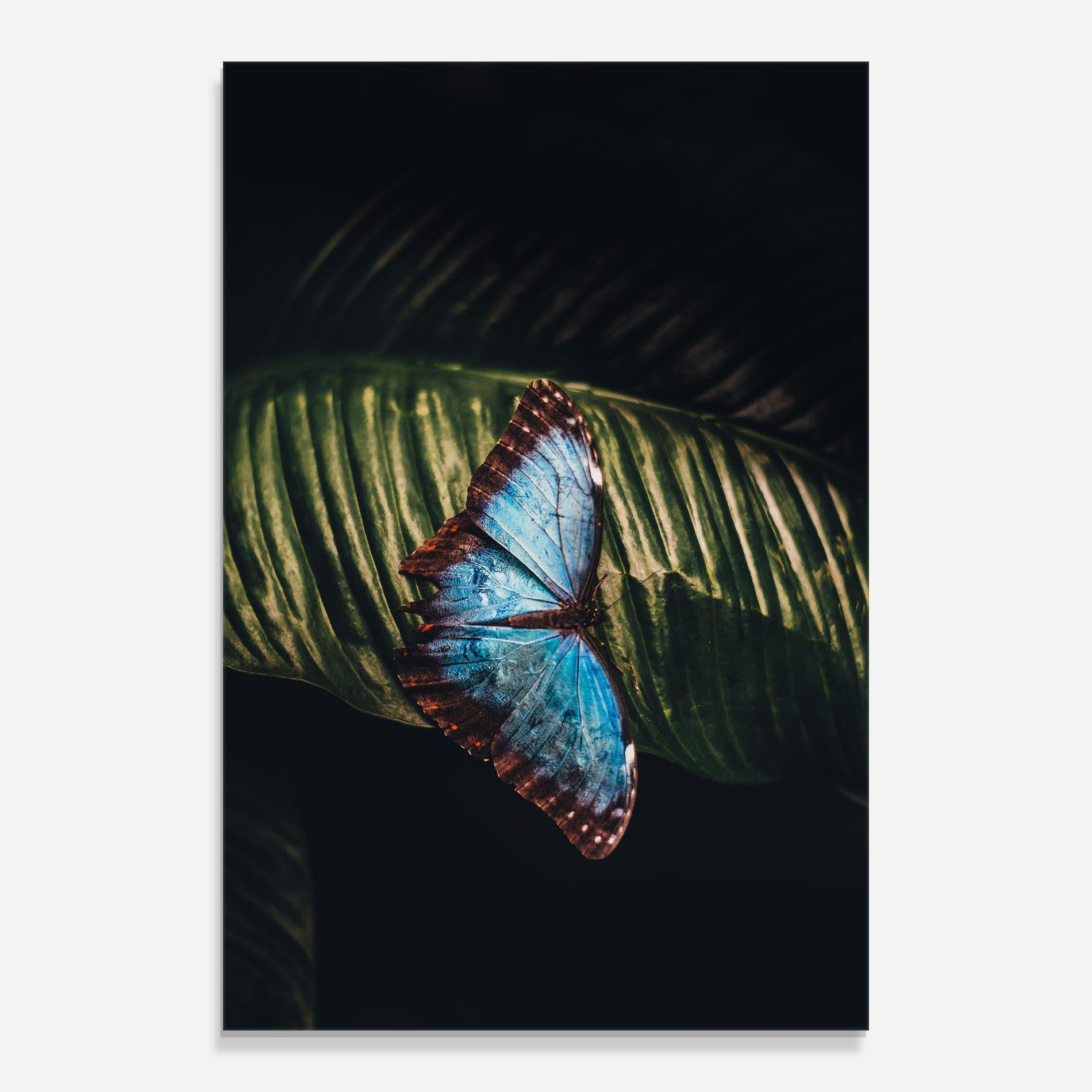 Light Blue Butterfly mockup 0