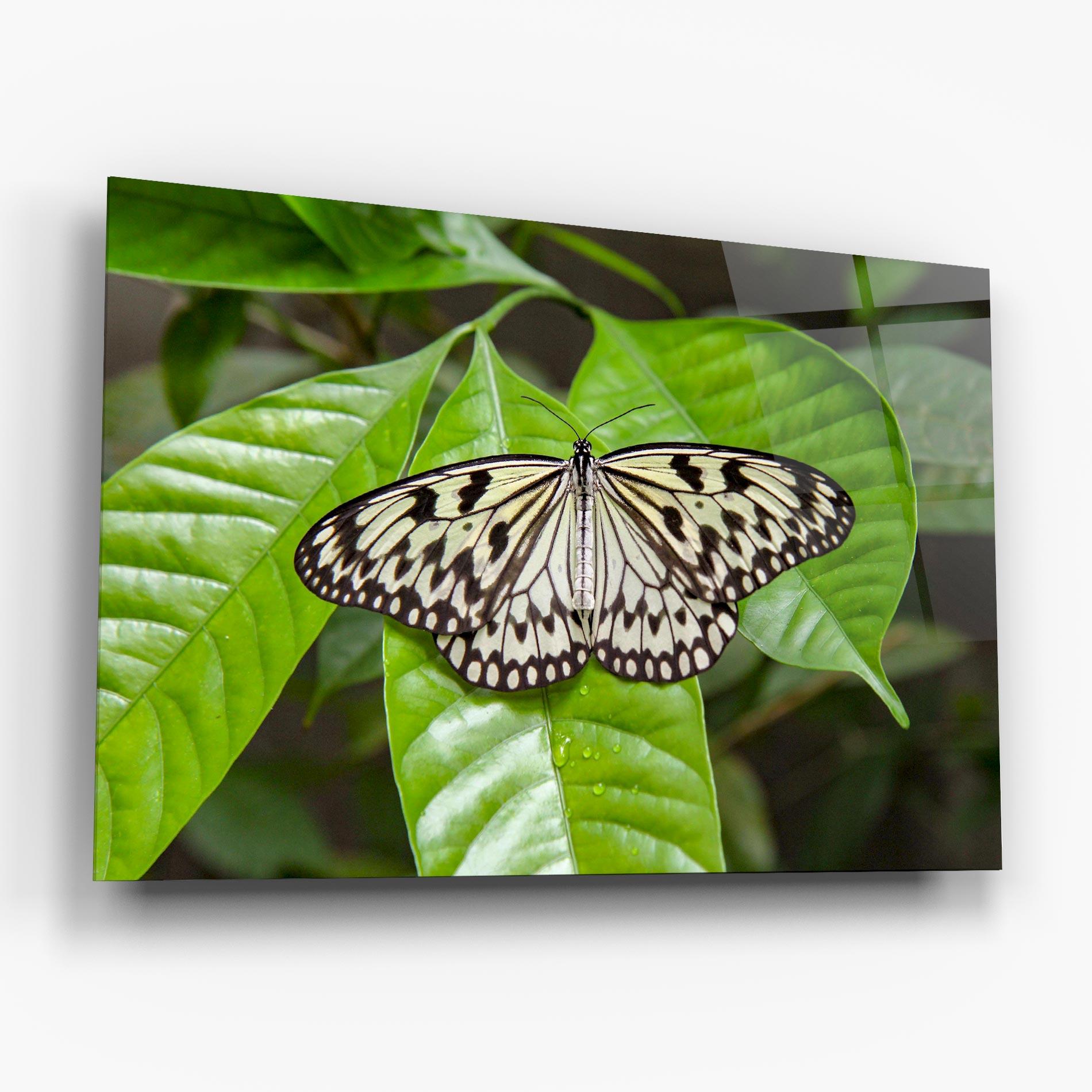 Üvegkép Beautiful White Butterfly mockup 6