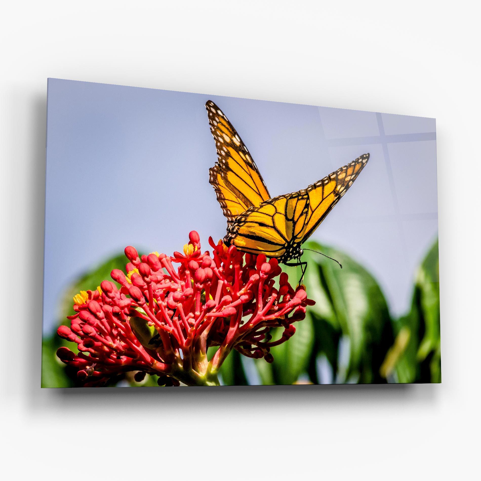 Butterfly On Red Flower mockup 6