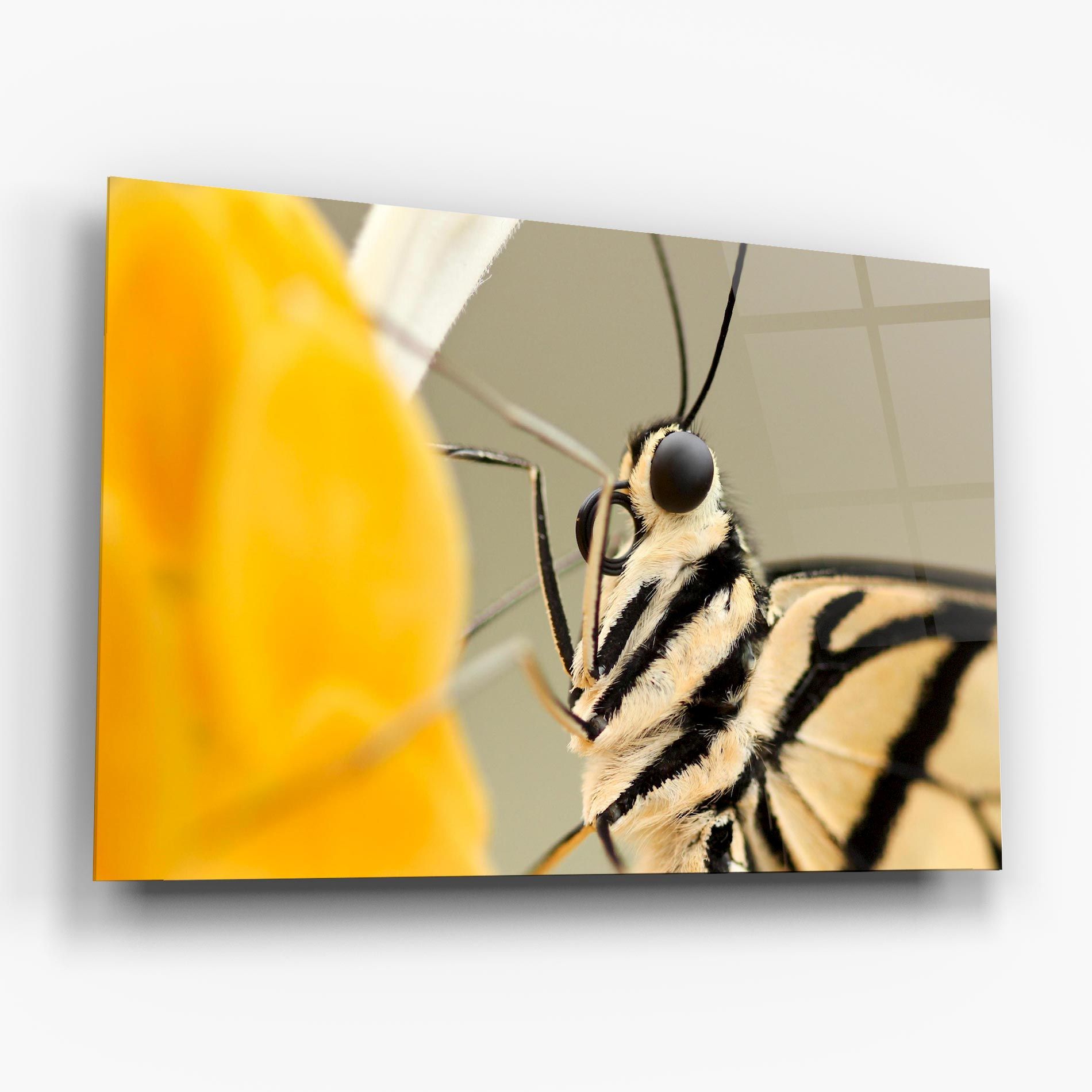 Close Up Cream Butterfly mockup 6