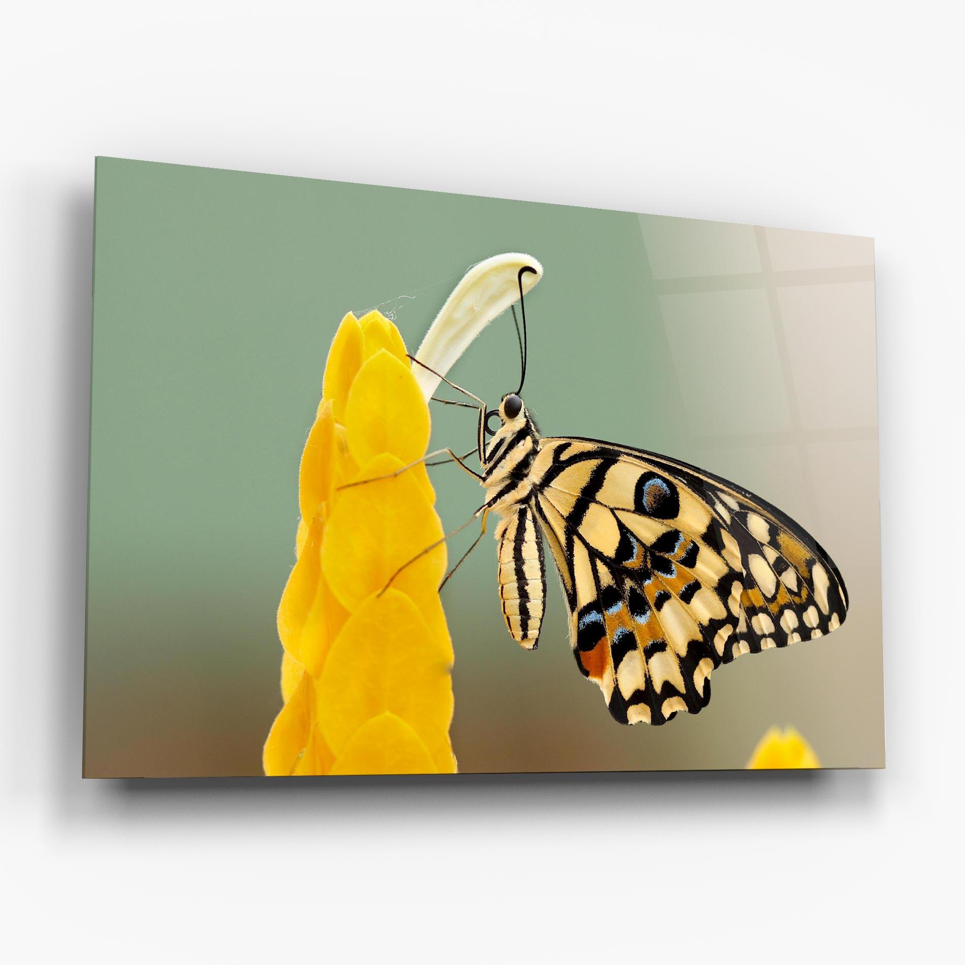 Üvegkép Cream Yellow Butterfly mockup 6